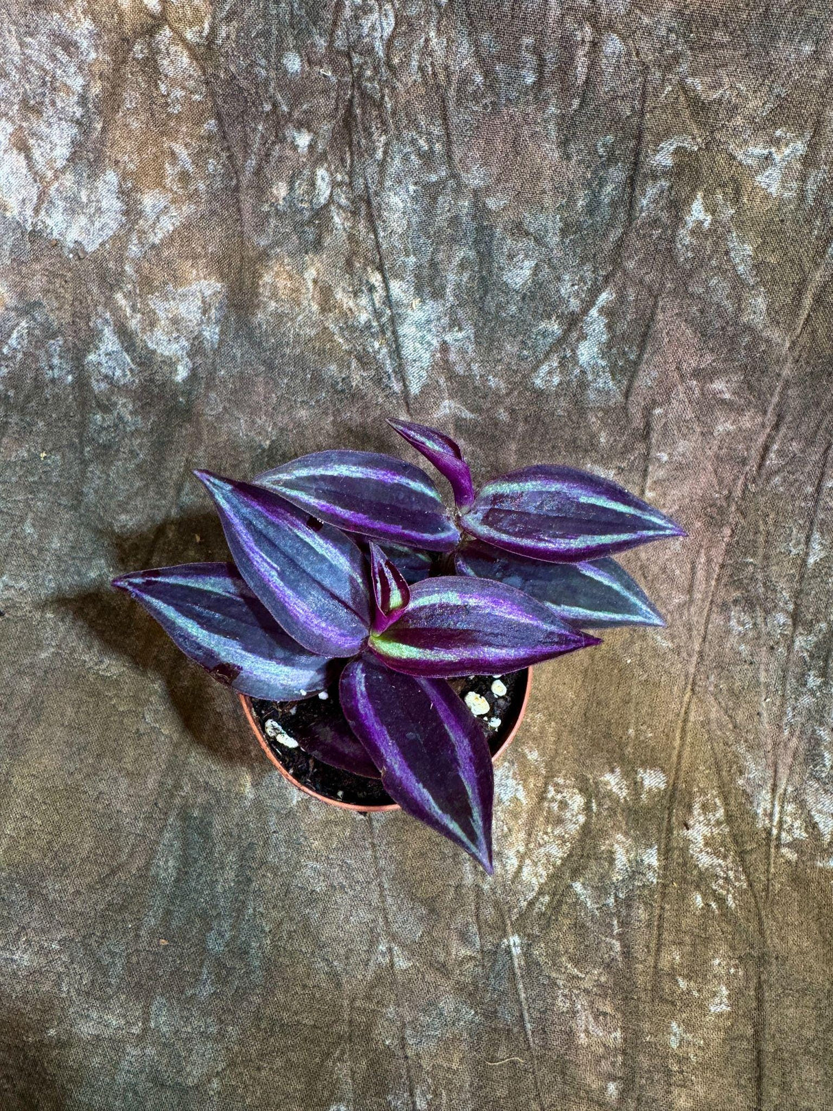 Purple Wandering Jew in 2” - Tradescantia Plant - Wandering Dude Plant - Air Purifying Houseplant - Pet Safe Indoor Plant -Low light Plant