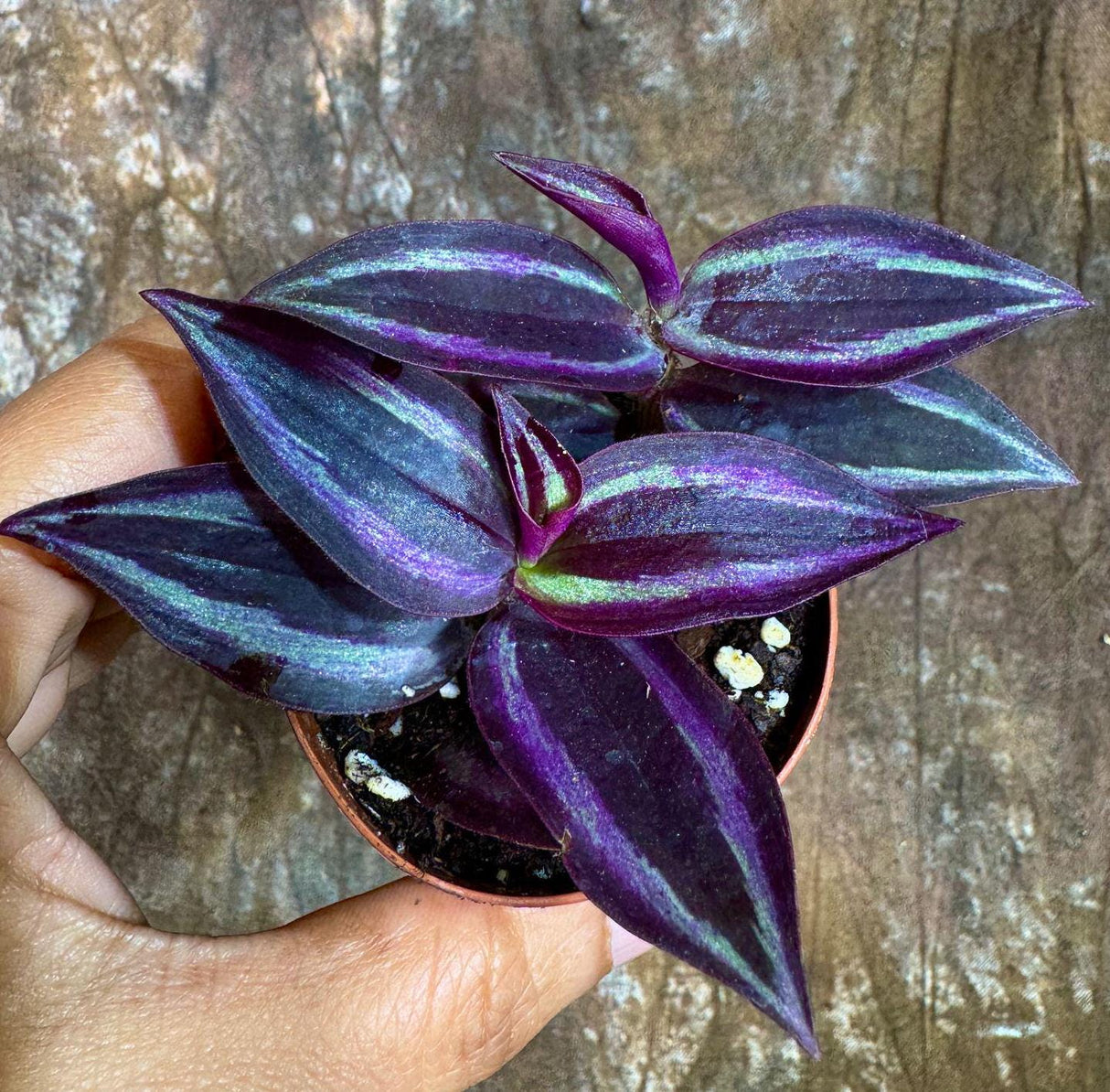 Purple Wandering Jew in 2” - Tradescantia Plant - Wandering Dude Plant - Air Purifying Houseplant - Pet Safe Indoor Plant -Low light Plant