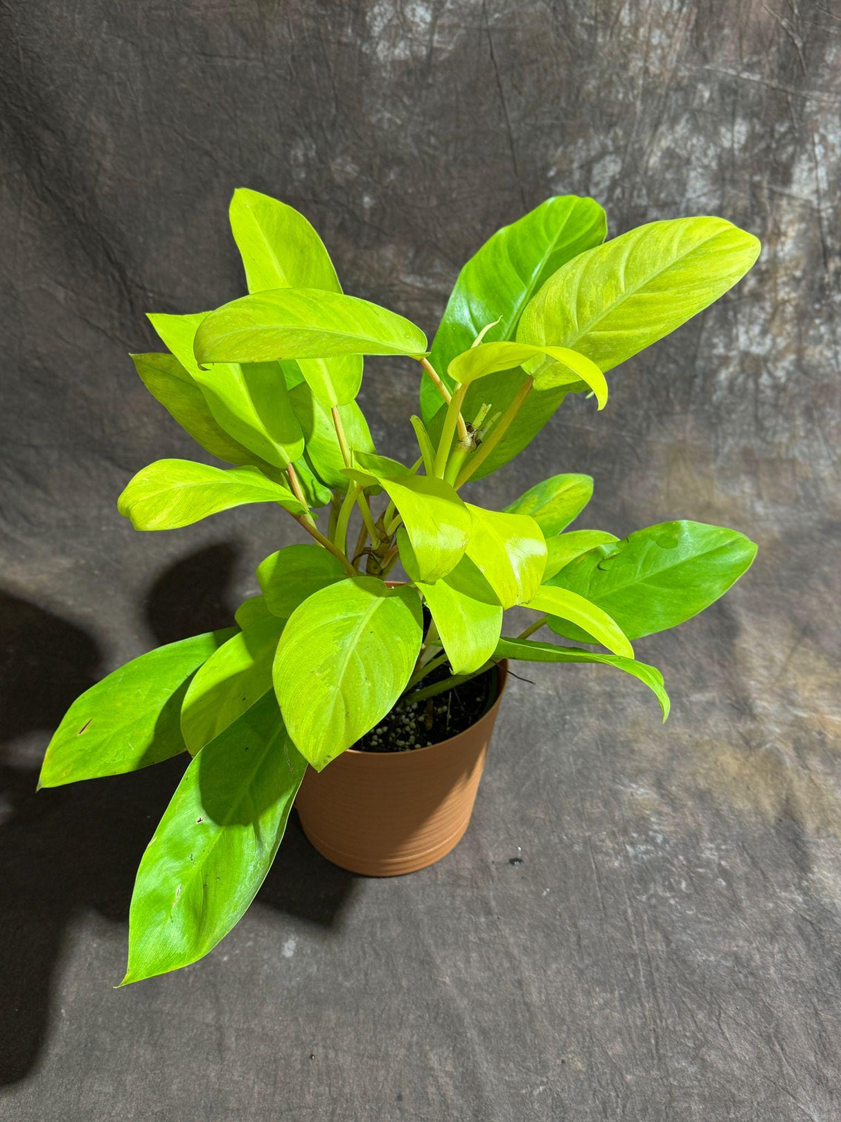 Lemon Lime Philodendron in a 6" Decorative Pot - Low Maintenance Indoor Vining Air Purifying Plants - Philodendron Cordatum