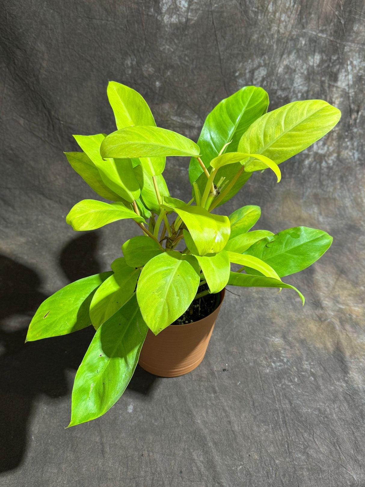 Lemon Lime Philodendron in a 6" Decorative Pot - Low Maintenance Indoor Vining Air Purifying Plants - Philodendron Cordatum