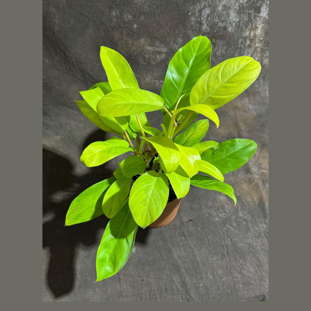 Lemon Lime Philodendron in a 6" Decorative Pot - Low Maintenance Indoor Vining Air Purifying Plants - Philodendron Cordatum