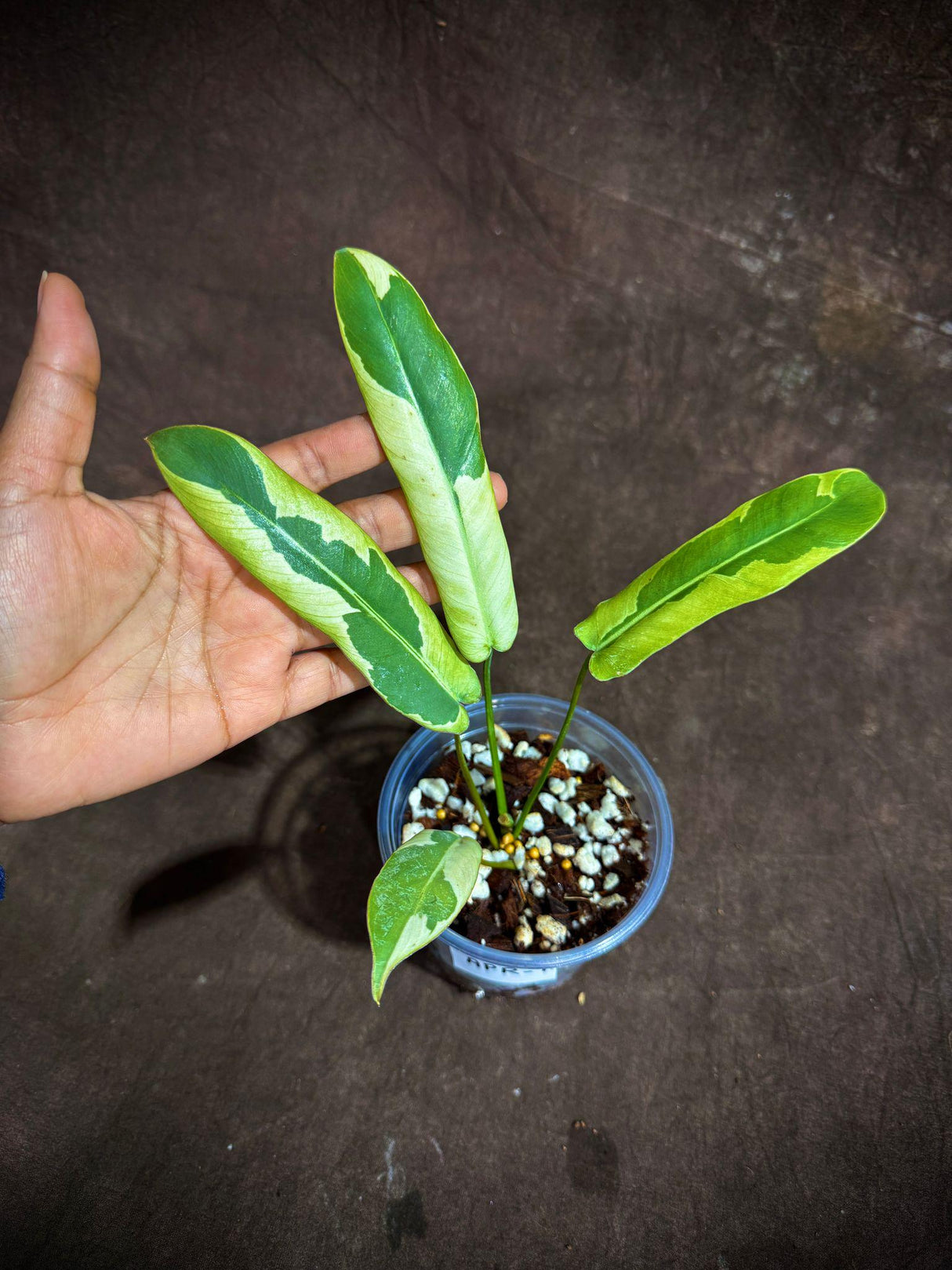 Philodendron Atabapoense Variegated Super Rare Exact Pot - Collector's Plant - Exact Same Live Plant - US Seller - Variegated Atabapoense v2