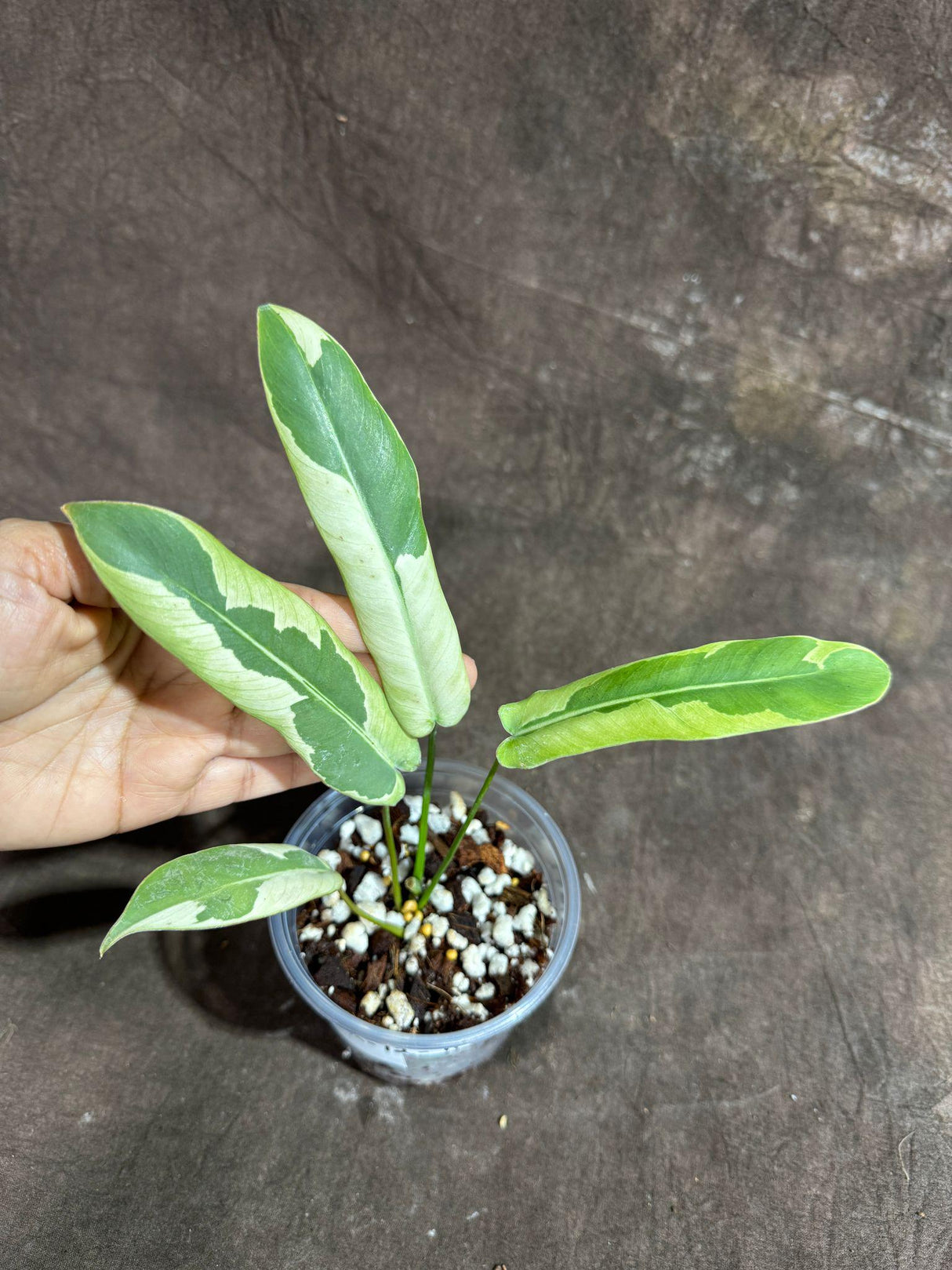 Philodendron Atabapoense Variegated Super Rare Exact Pot - Collector's Plant - Exact Same Live Plant - US Seller - Variegated Atabapoense v2