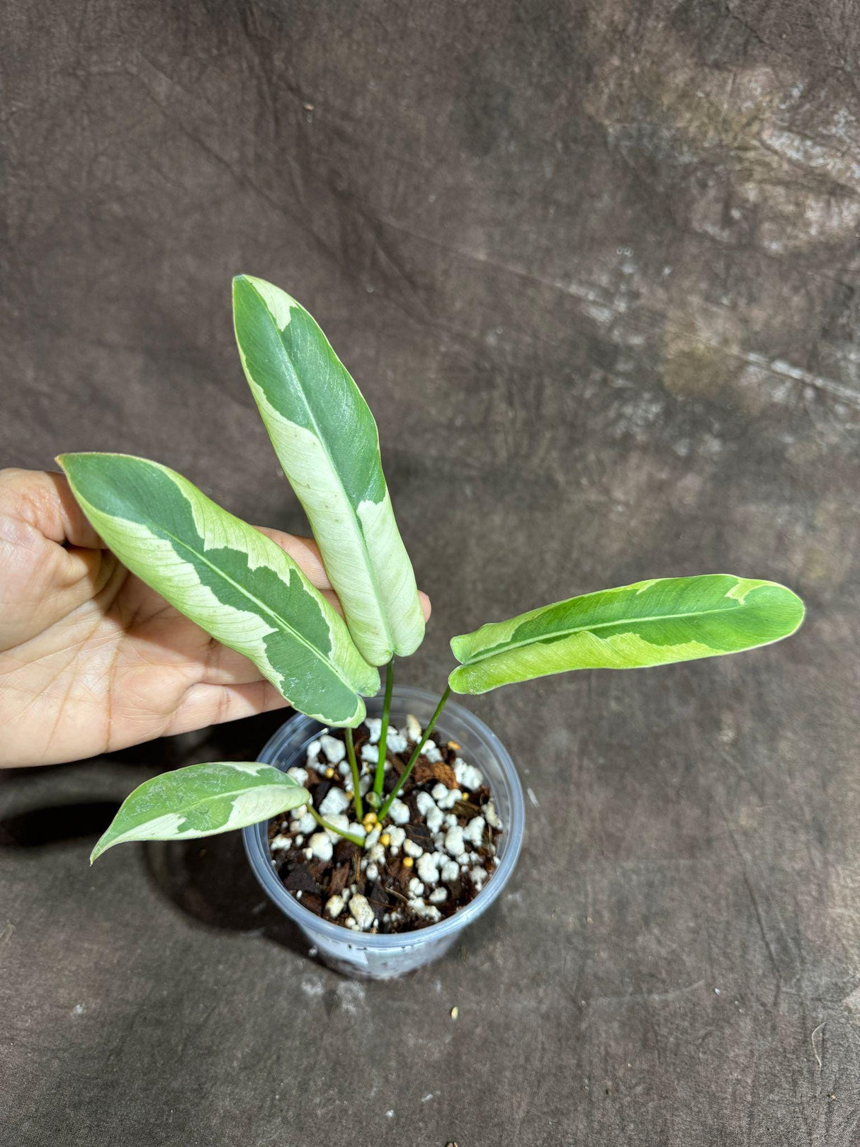 Philodendron Atabapoense Variegated in a Nursery Pot - Super Rare Indoor Plant - Collector's Plant - Exact Same Plant - US Seller