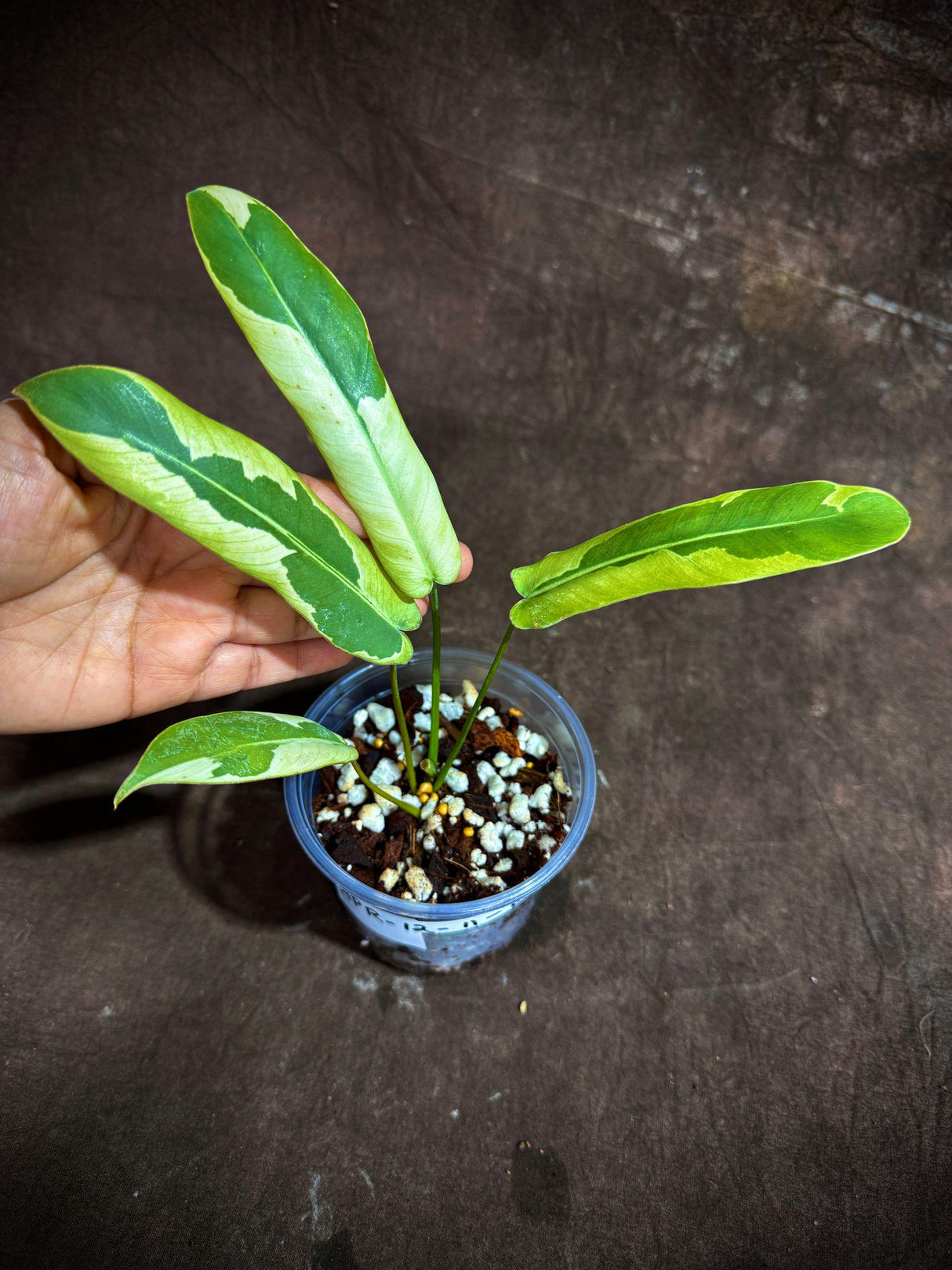 Philodendron Atabapoense Variegated Super Rare Exact Pot - Collector's Plant - Exact Same Live Plant - US Seller - Variegated Atabapoense v2