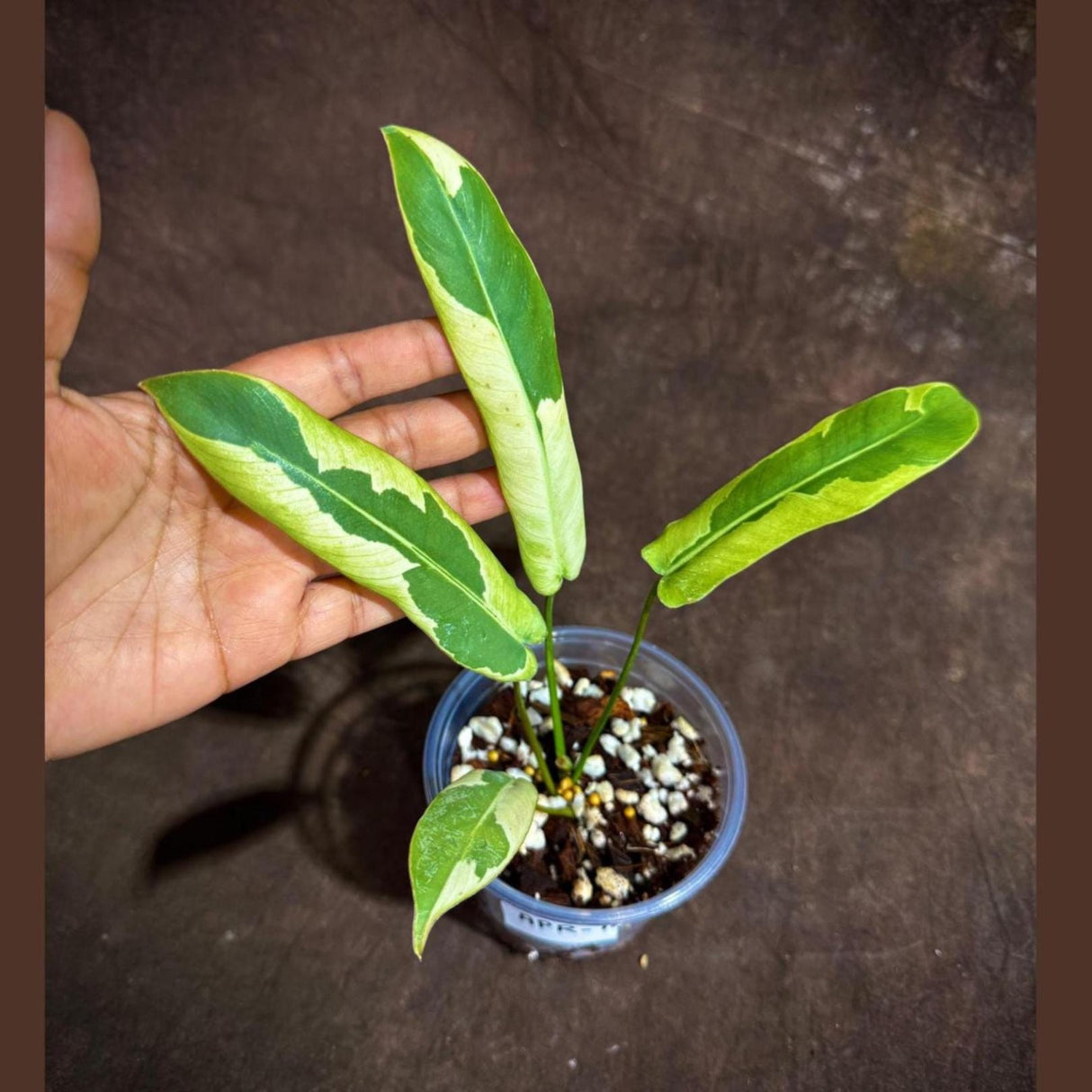 Philodendron Atabapoense Variegated in a Nursery Pot - Super Rare Indoor Plant - Collector's Plant - Exact Same Plant - US Seller
