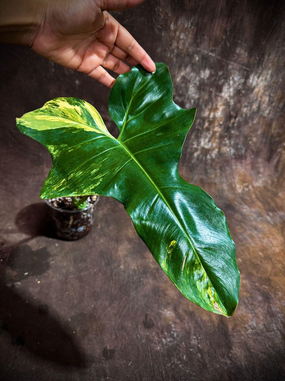 Philodendron Florida Beauty x Paraiso Verde in a Nursery Pot - Variegation Super Rare Collector EXACT Plant - Gift Plant - US Seller