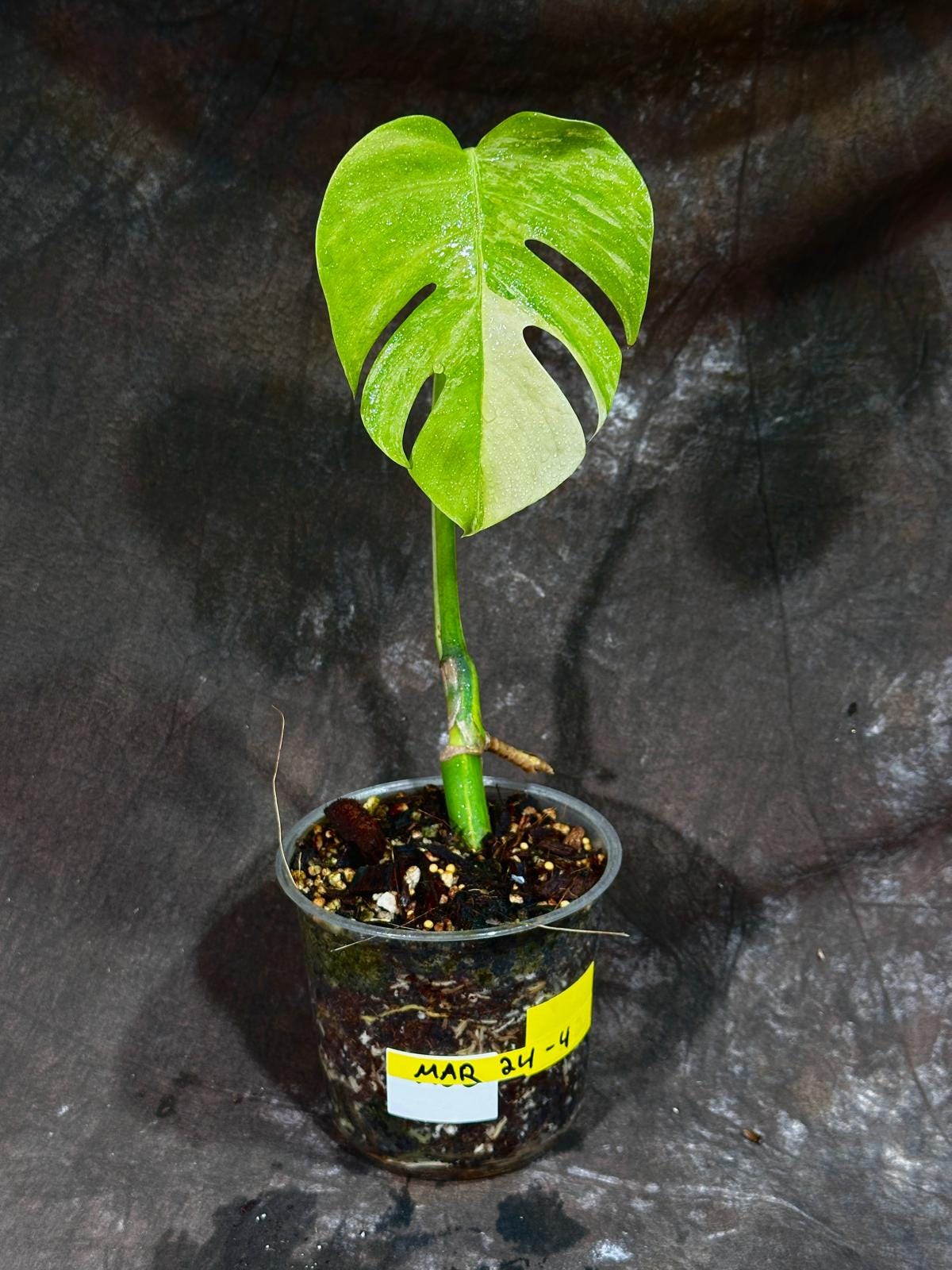 Monstera Aurea Variegated Borsigiana in a Nursery Pot - Monstera Aurea Top Cut Potted Plant - Monstera Marmota - SAME PLANT as images