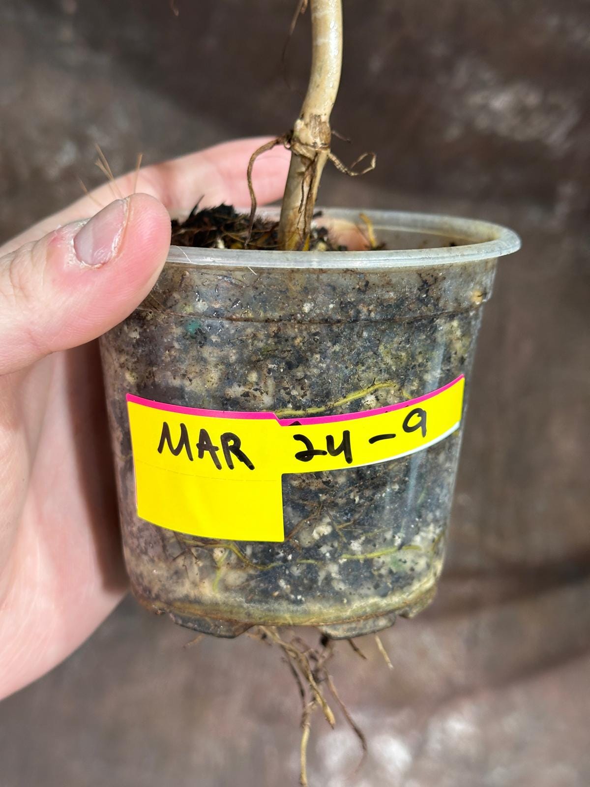 Variegated Burle Marx Philodendron Plant in a Nursery Pot - Indoor & Outdoor Live Tropical House plant - SAME Potted Plant as Image