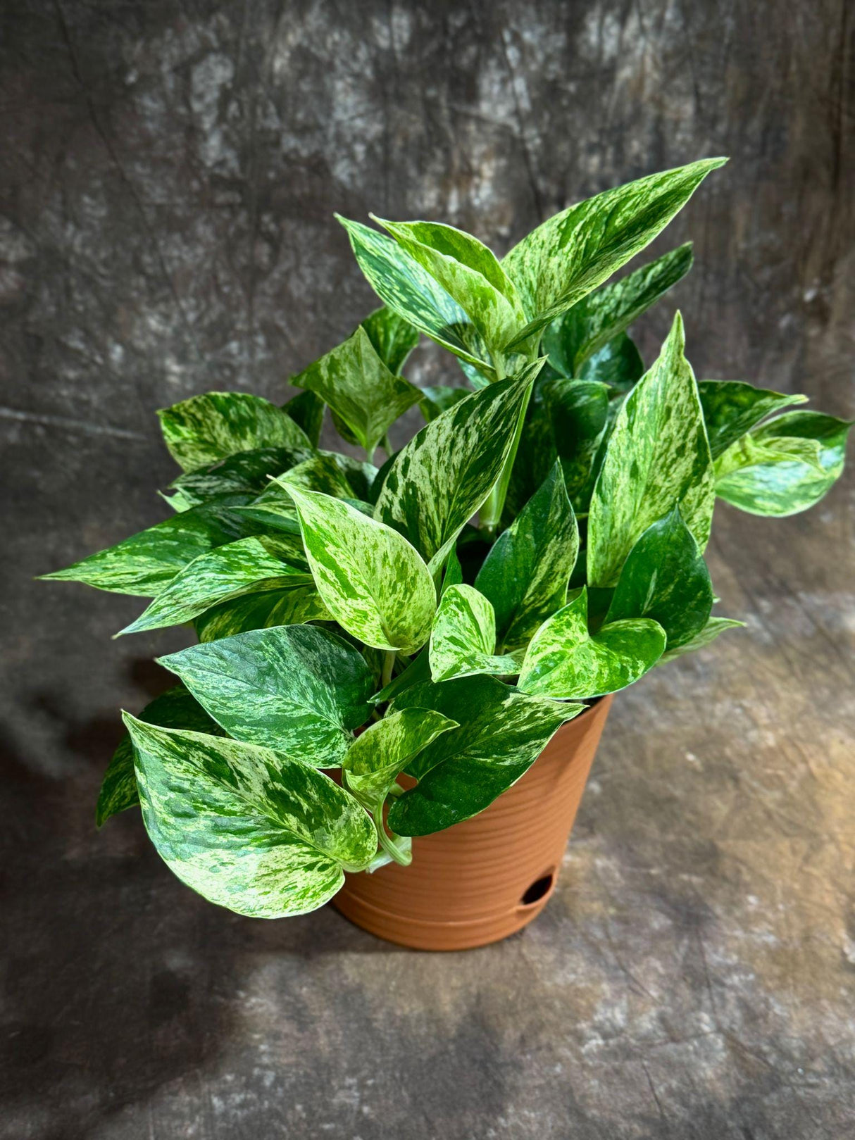Marble Queen Pothos 6” Decorative Pot - Variegated Vining indoor Plant - Easy-Care Low Light Shelf, Table, Office Gift Plant with Pot