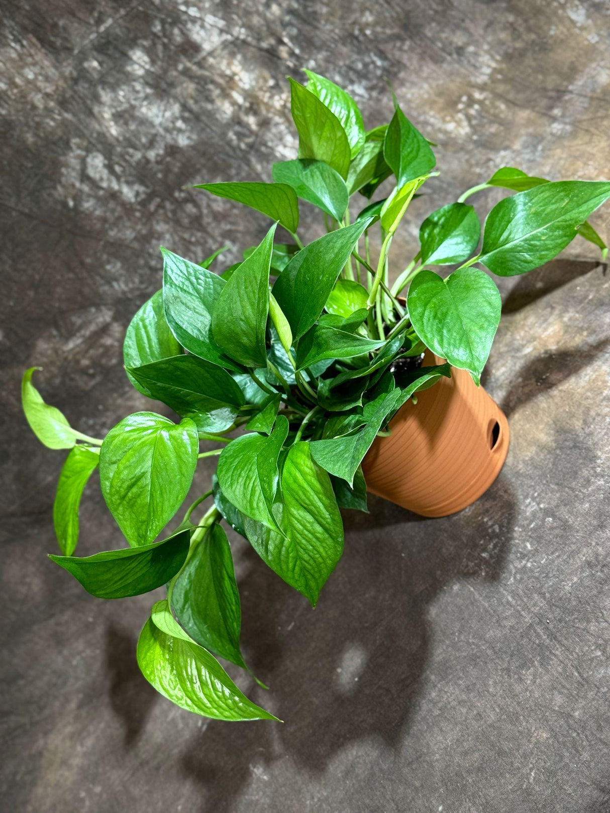 Jade Pothos in 6” Decorative Pot | Jade Philodendron | Jade heart leaf philodendron | Vining Low Light Indoor Plant | Air Purifying Plant