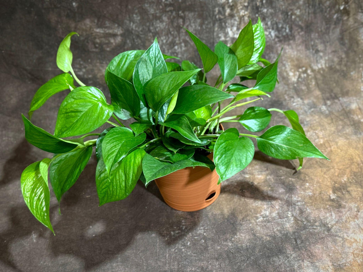 Jade Pothos in 6” Decorative Pot | Jade Philodendron | Jade heart leaf philodendron | Vining Low Light Indoor Plant | Air Purifying Plant