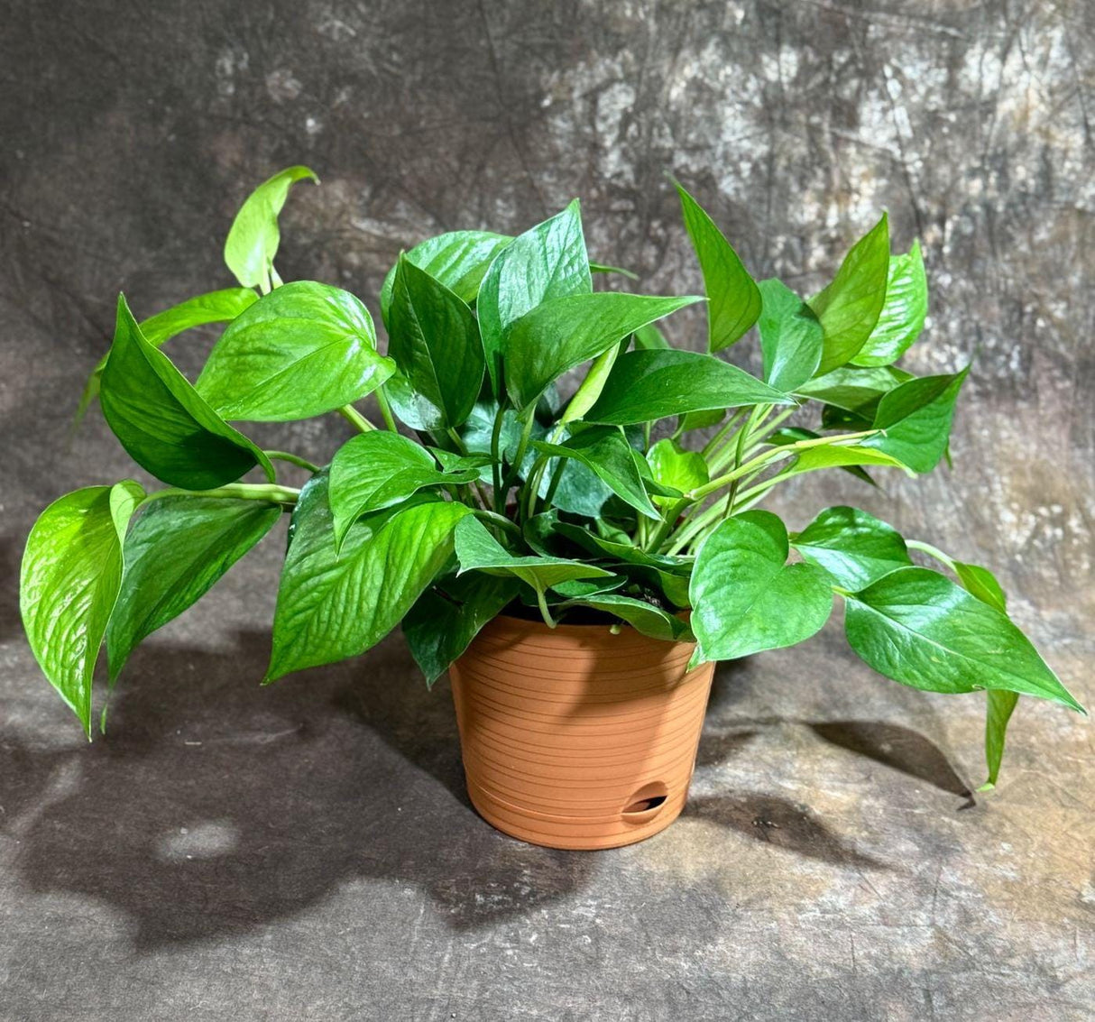 Jade Pothos in 6” Decorative Pot | Jade Philodendron | Jade heart leaf philodendron | Vining Low Light Indoor Plant | Air Purifying Plant
