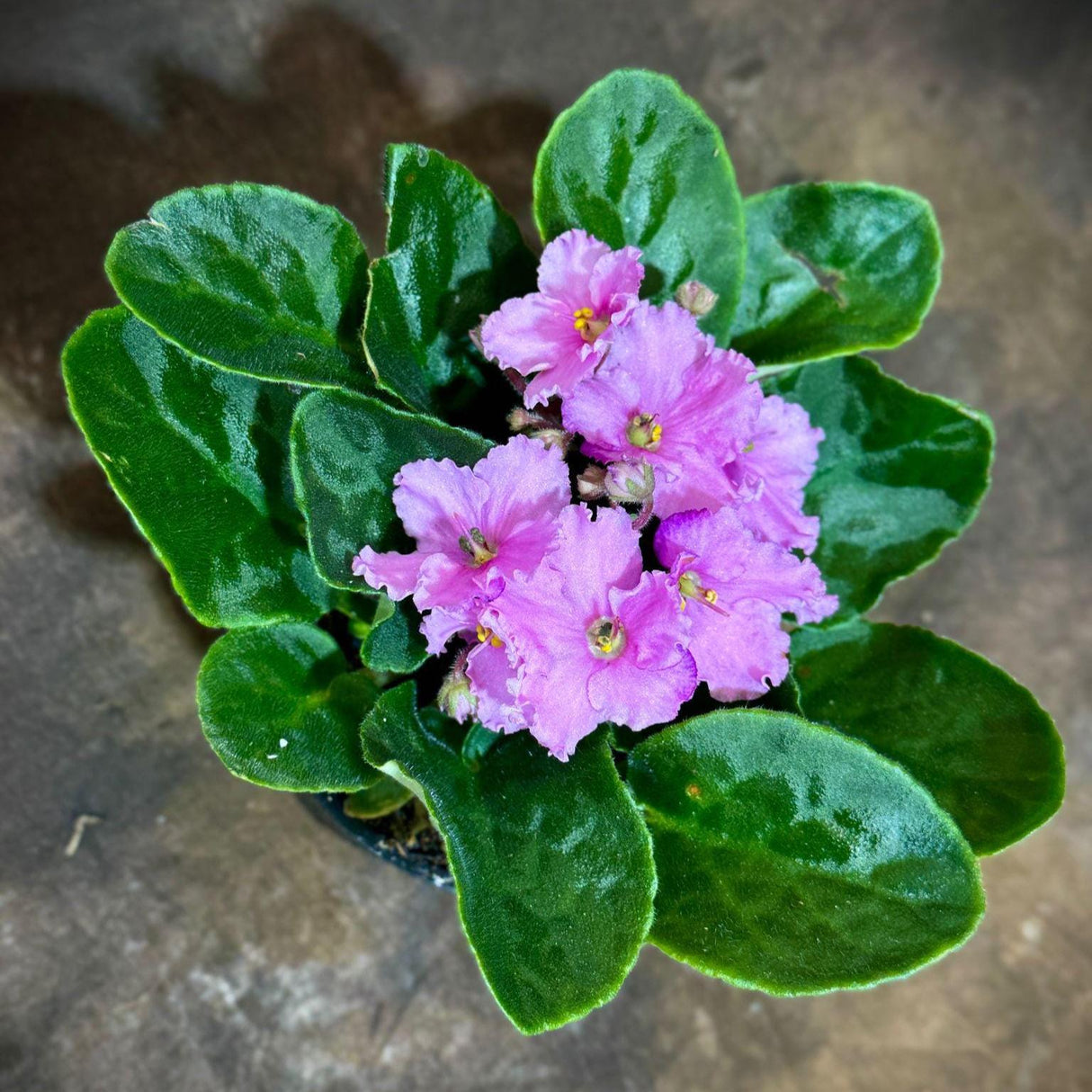 African Violet in 4" Grow Pot - Pink Violets Indoor Flower Plant - Terrarium Plant - Live Flower Plant Blooms All Year Round