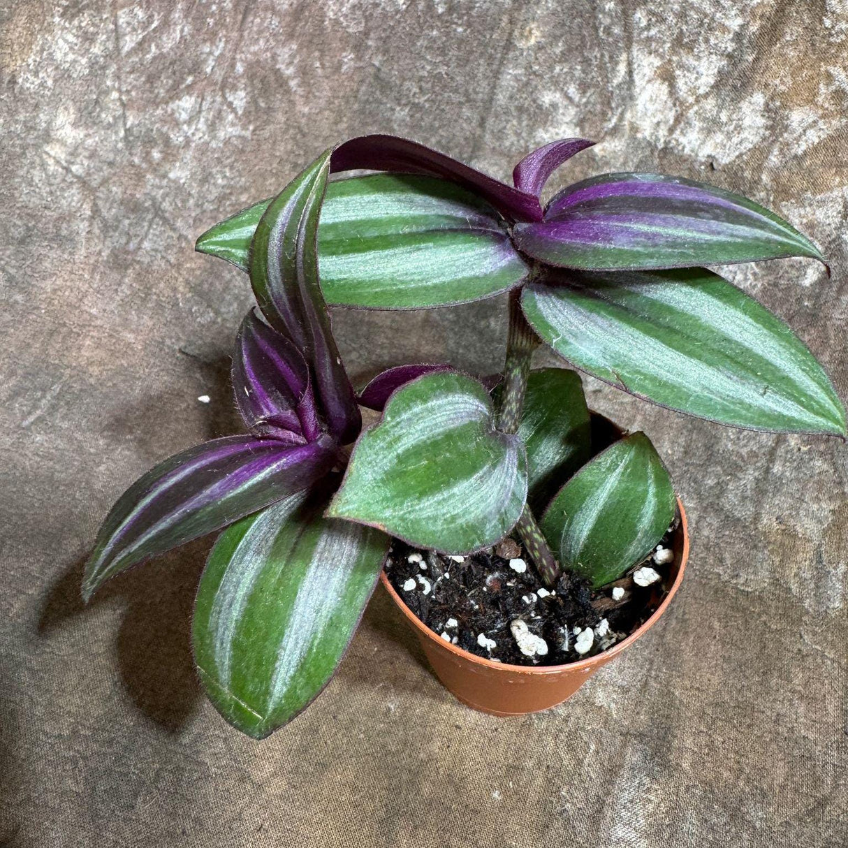 Wandering Jew Plant in 2" Nursery Pot - Rare Tradescantia - Rare Pink Silver Wandering Jew - Easy Care Hardy Indoor Houseplant - Gift Plant