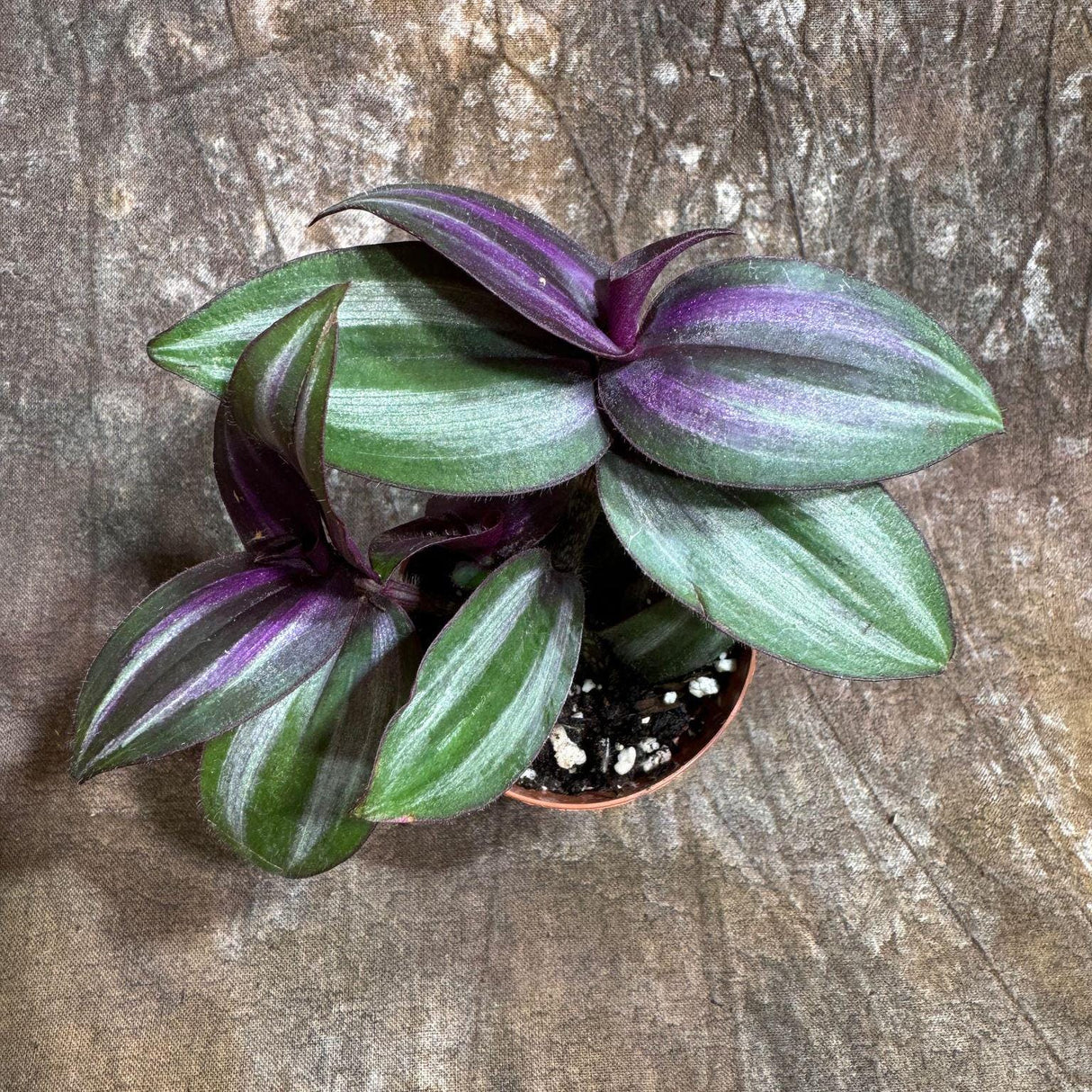 Wandering Jew Plant in 2" Nursery Pot - Rare Tradescantia - Rare Pink Silver Wandering Jew - Easy Care Hardy Indoor Houseplant - Gift Plant