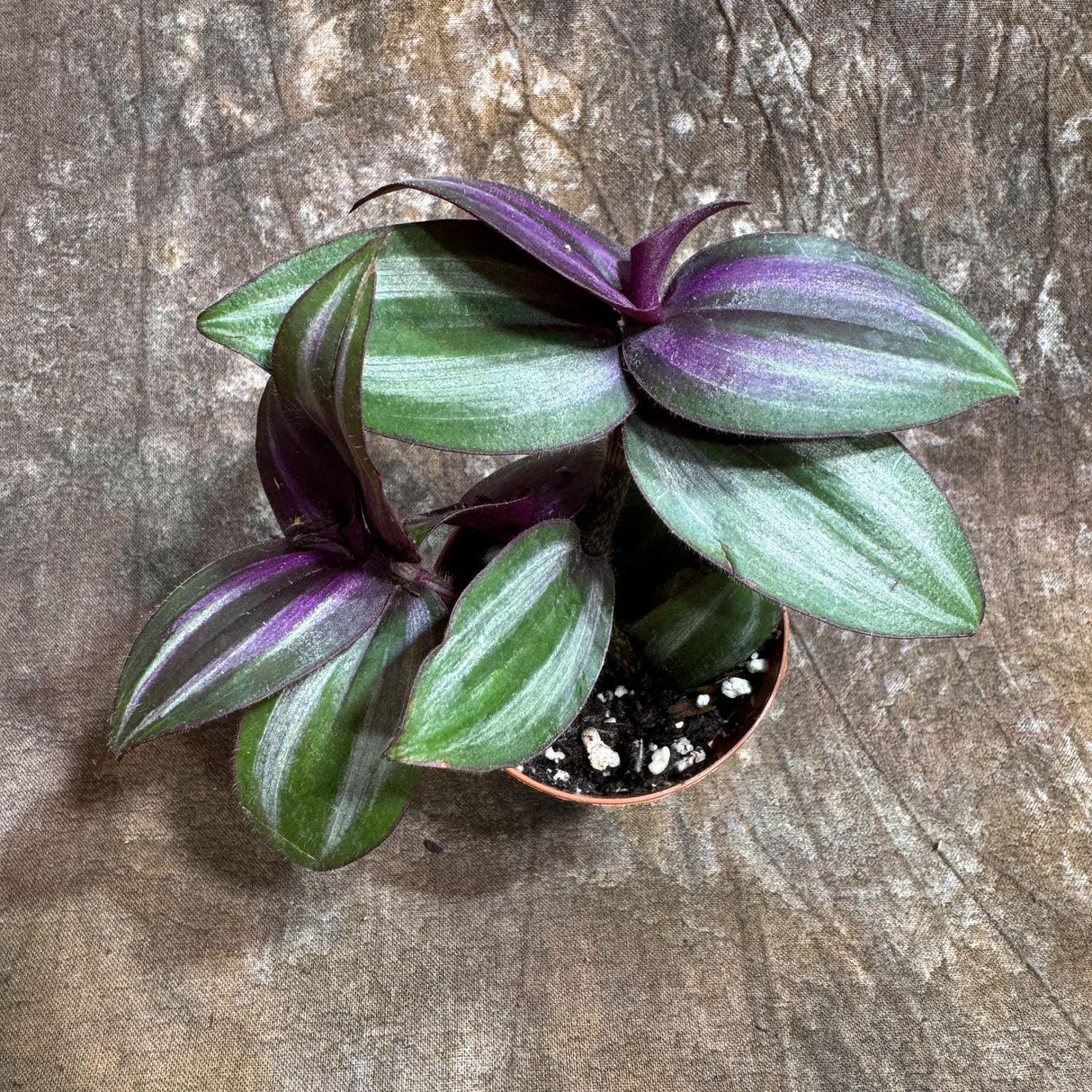 Wandering Jew Plant in 2" Nursery Pot - Rare Tradescantia - Rare Pink Silver Wandering Jew - Easy Care Hardy Indoor Houseplant - Gift Plant