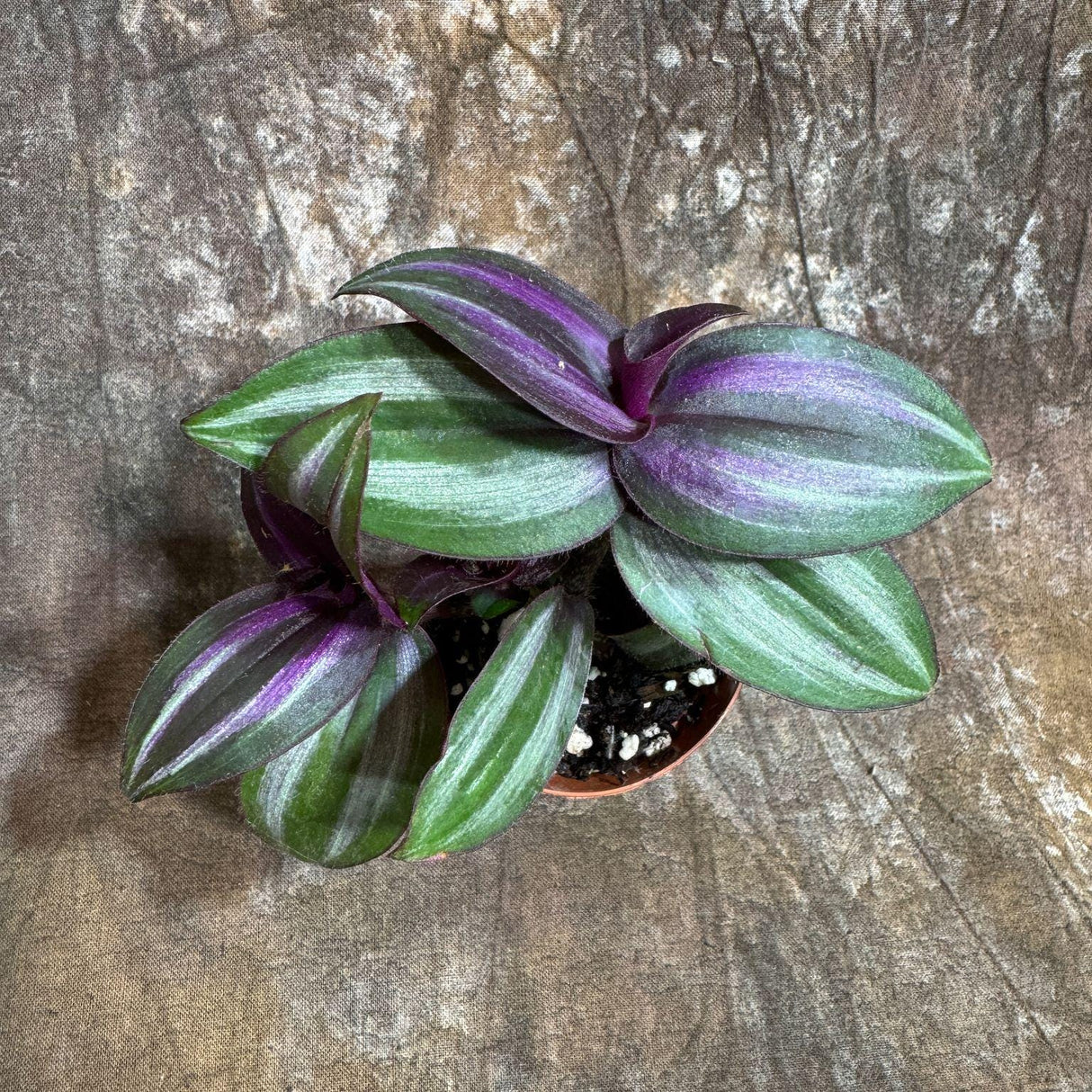 Wandering Jew Plant in 2" Nursery Pot - Rare Tradescantia - Rare Pink Silver Wandering Jew - Easy Care Hardy Indoor Houseplant - Gift Plant