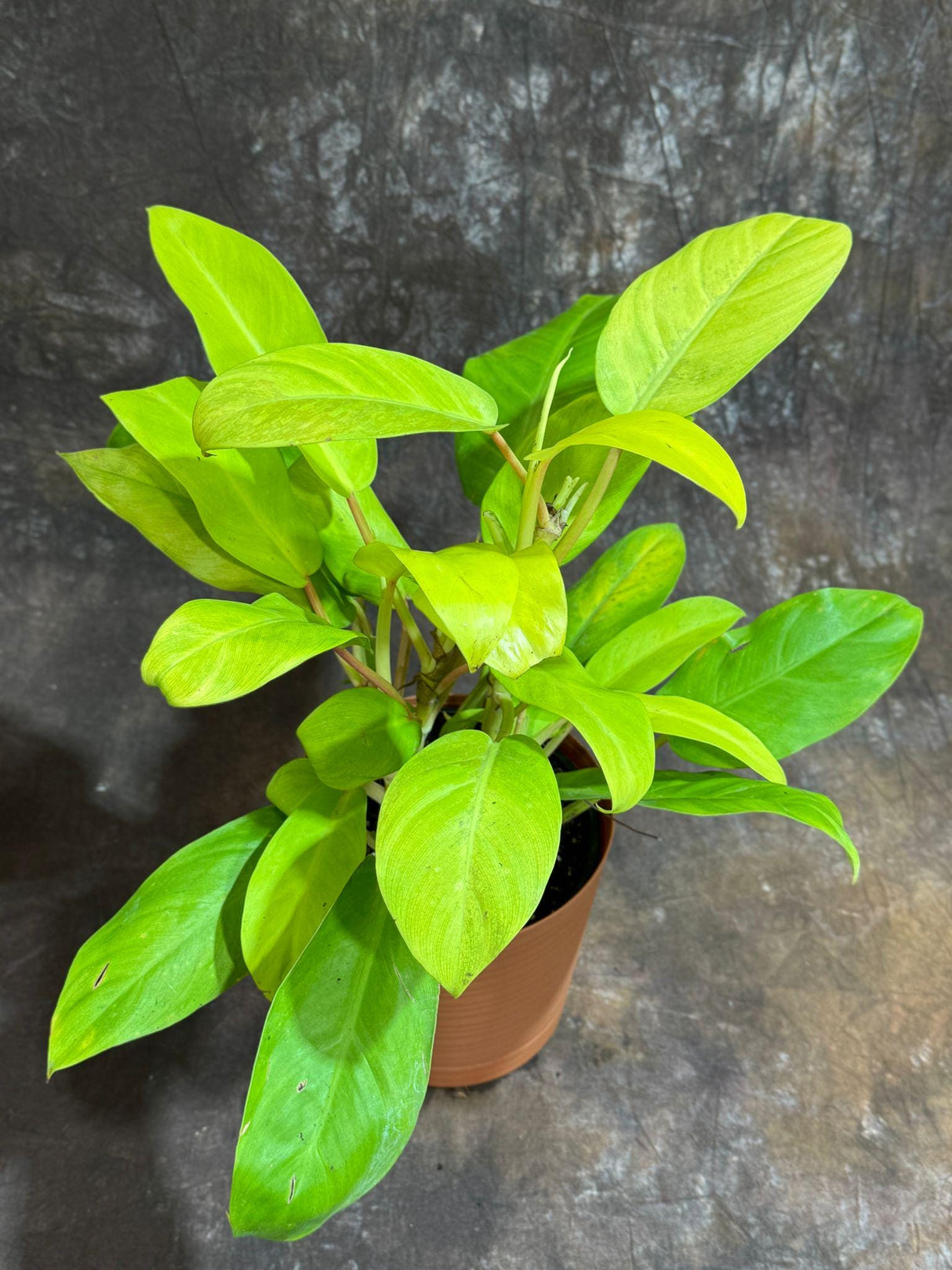 Lemon Lime Philodendron in a 6" Decorative Pot - Philodendron Cordatum - Low Maintenance Indoor Vining Air Purifying Plants
