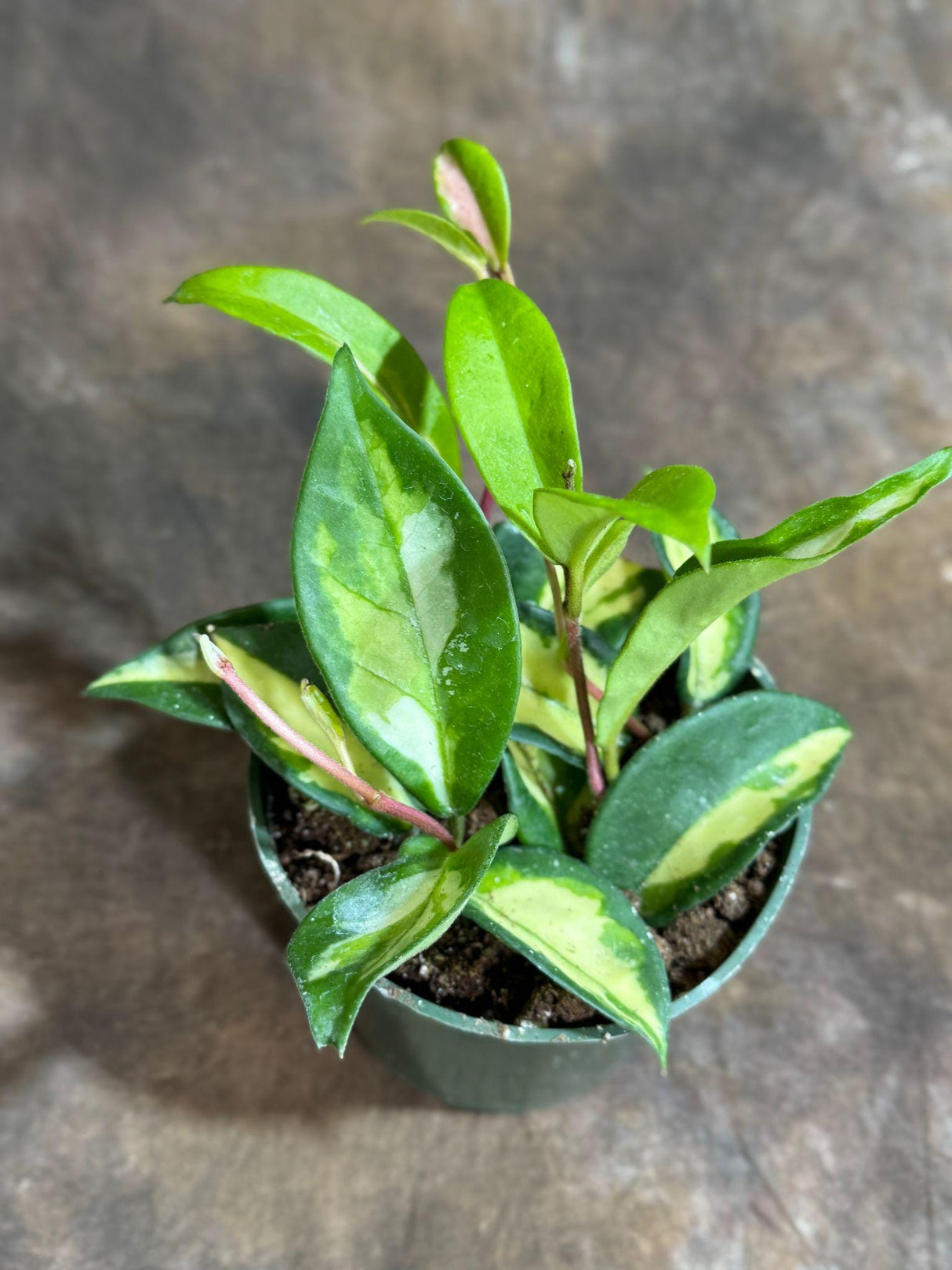 Hoya Carnosa in 4" Grow Pot Hoya - Krimson Princess - Hoya Plant - Carnosa Krimson Princess - Indoor Hardy Plant