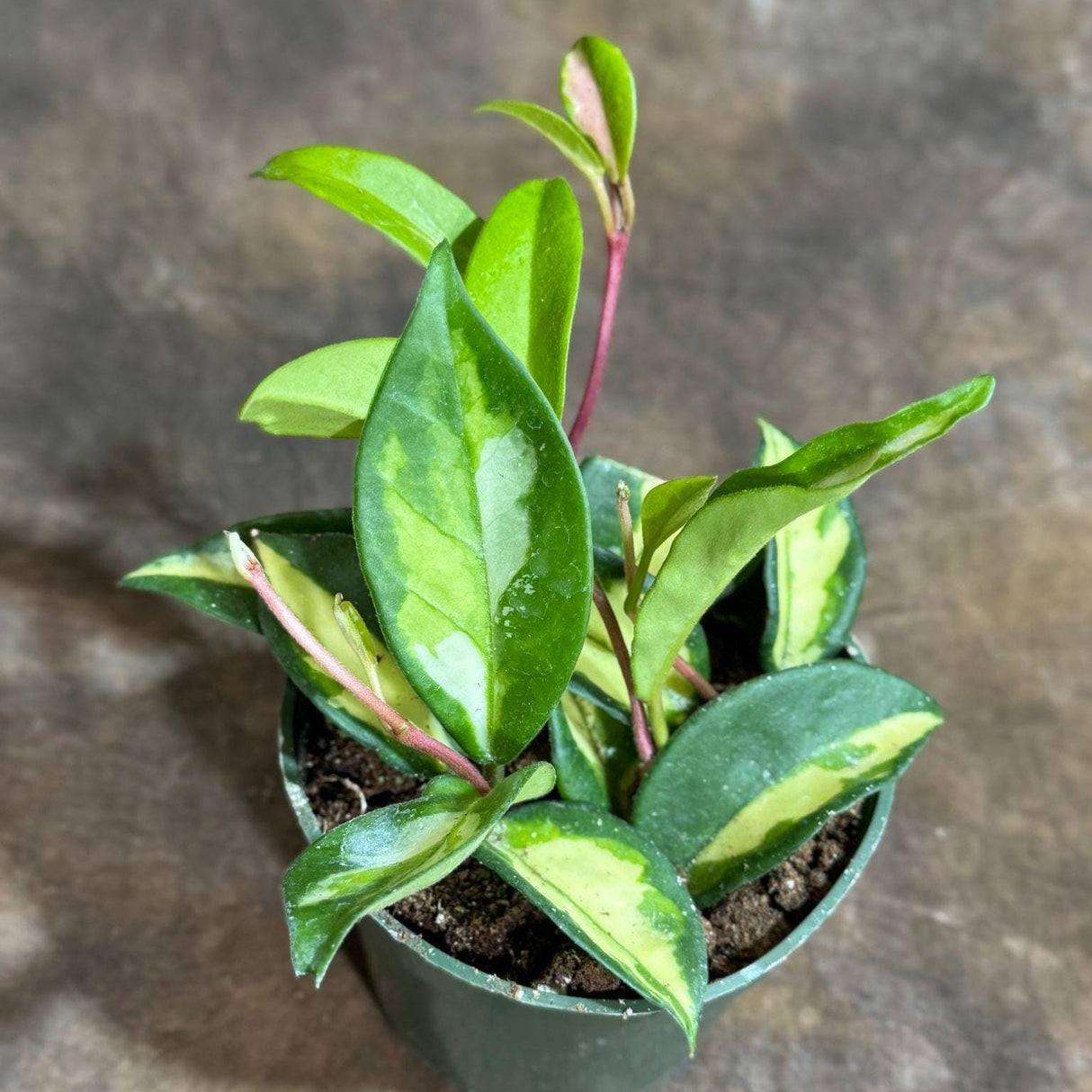 Hoya Carnosa in 4" Grow Pot Hoya - Krimson Princess - Hoya Plant - Carnosa Krimson Princess - Indoor Hardy Plant