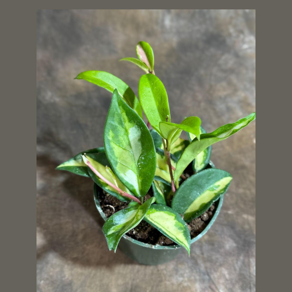 Hoya Carnosa in 4" Grow Pot Hoya - Krimson Princess - Hoya Plant - Carnosa Krimson Princess - Indoor Hardy Plant
