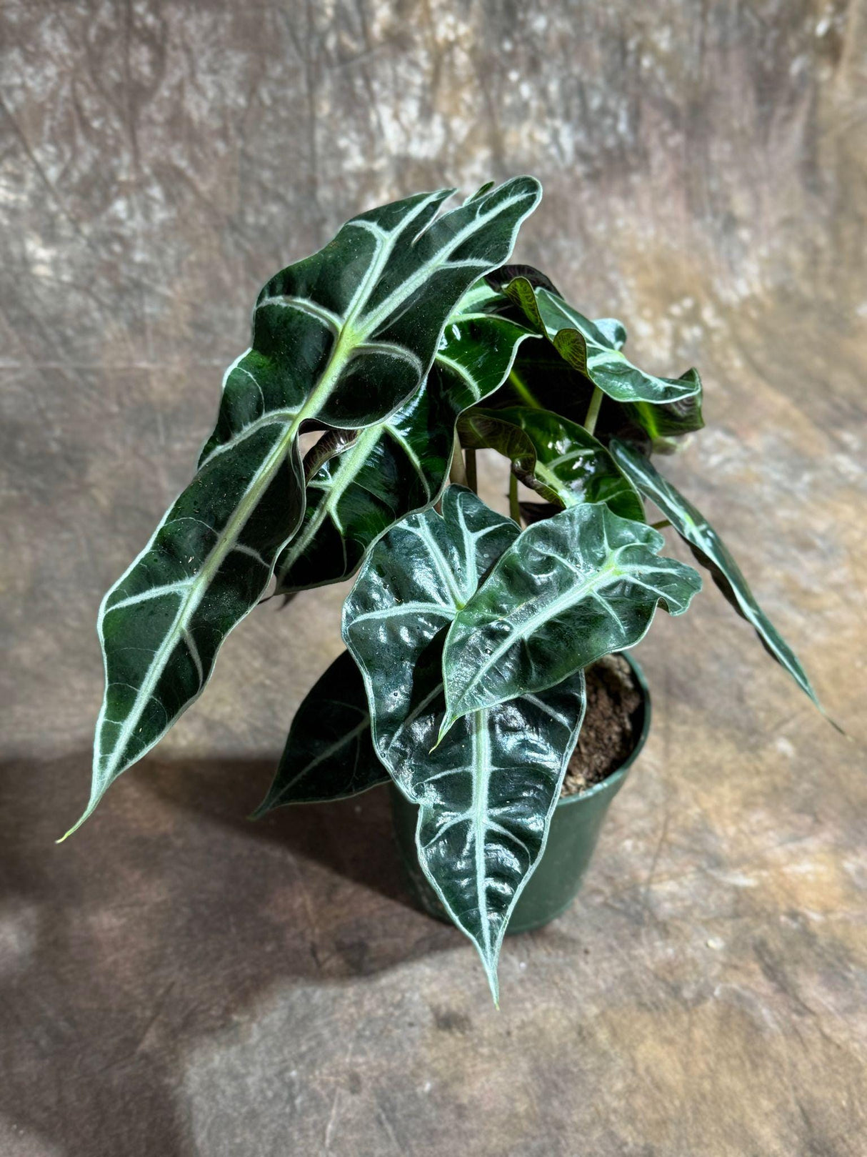 Alocasia Polly Plant in a 4" Grow Pot | Air Purifier Indoor Tropical Beauty | Live Alocasia Black Color Plant | Beginner Friendly Plant