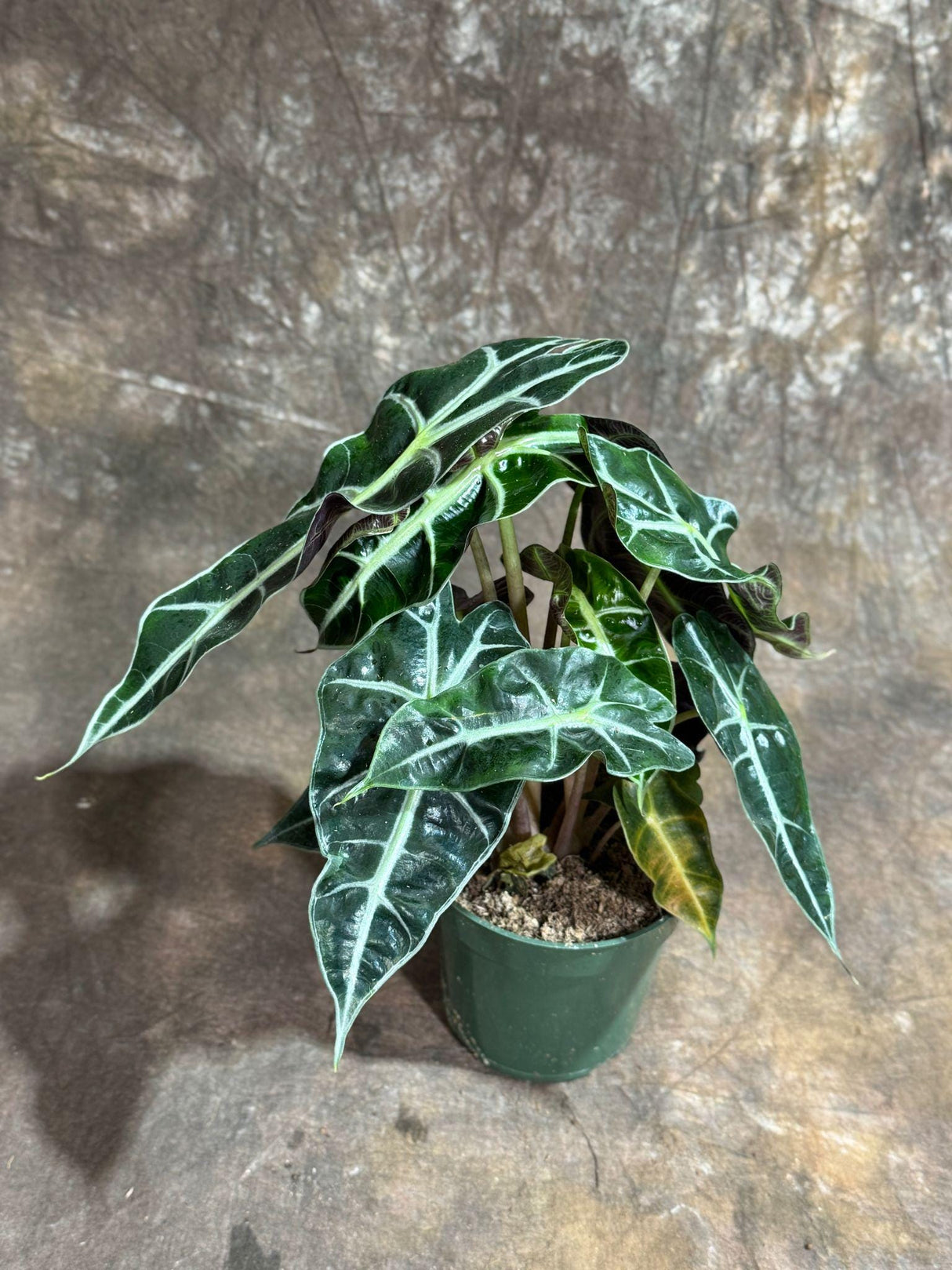 Alocasia Polly Plant in a 4" Grow Pot | Air Purifier Indoor Tropical Beauty | Live Alocasia Black Color Plant | Beginner Friendly Plant