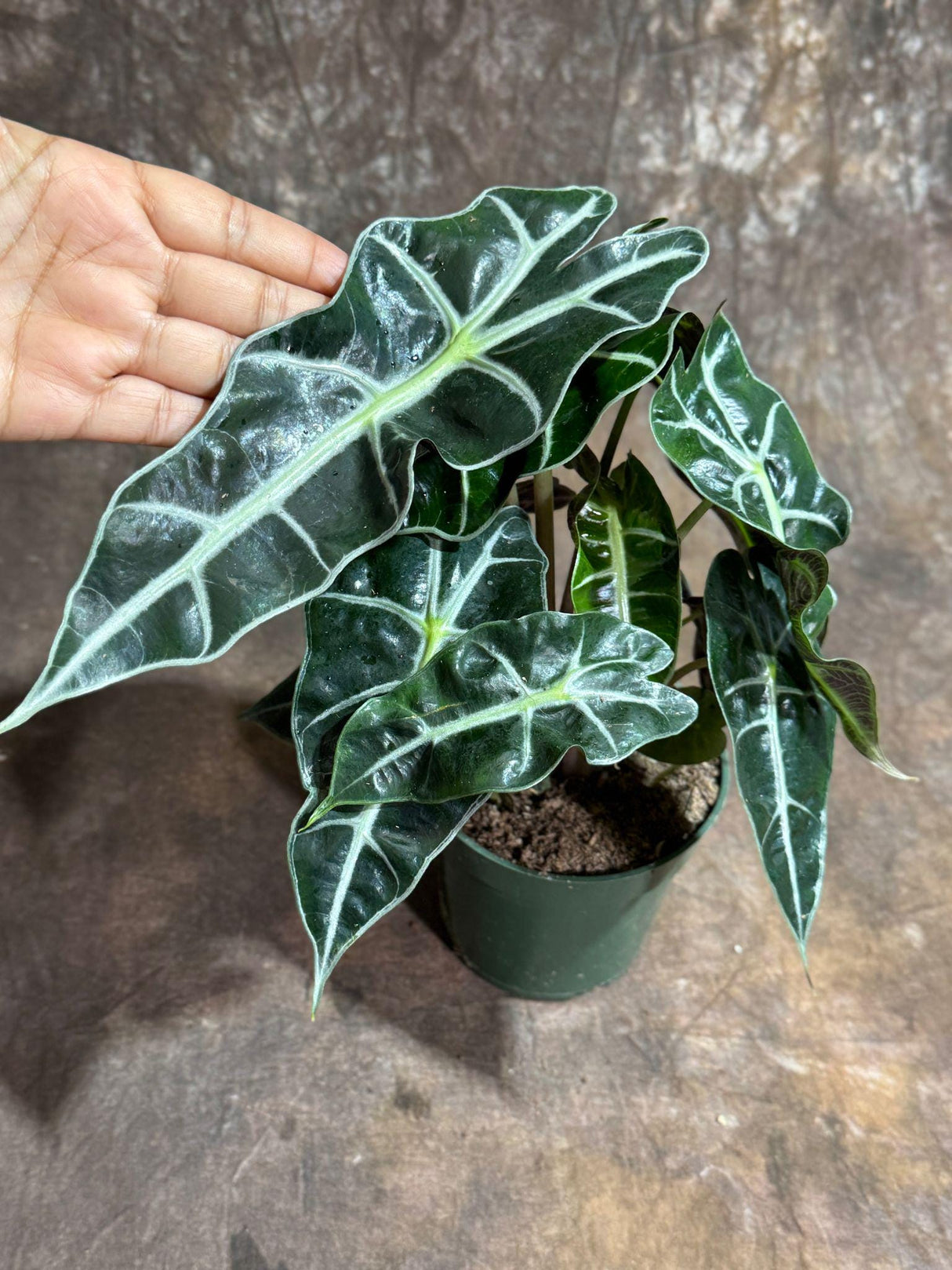 Alocasia Polly Plant in a 4" Grow Pot | Air Purifier Indoor Tropical Beauty | Live Alocasia Black Color Plant | Beginner Friendly Plant