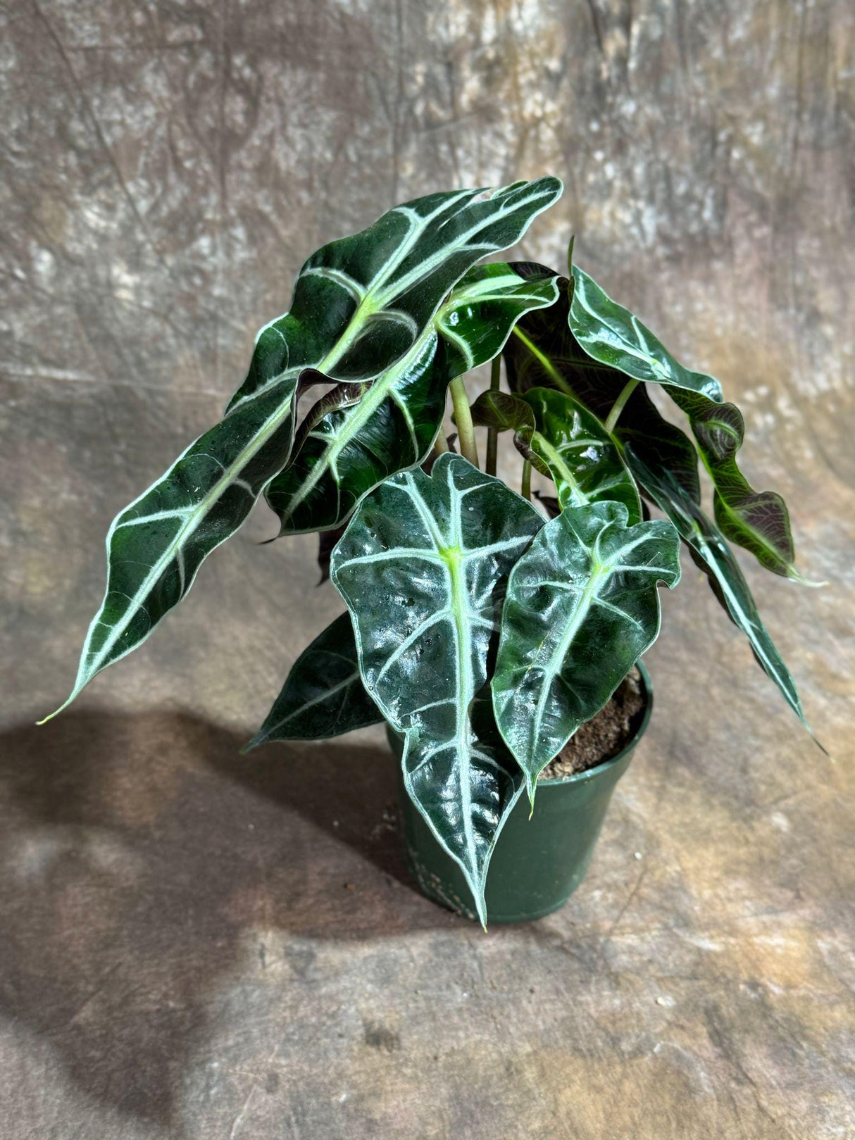 Alocasia Polly Plant in a 4" Grow Pot | Air Purifier Indoor Tropical Beauty | Live Alocasia Black Color Plant | Beginner Friendly Plant