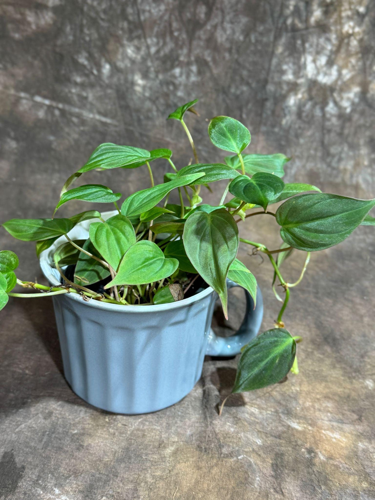 Live Philodendron Micans Velvet in a 4" Ceramic Cup - Velvet Leaf - Heartleaf Philodendron - Tropical Indoor Plant - Vining Houseplant