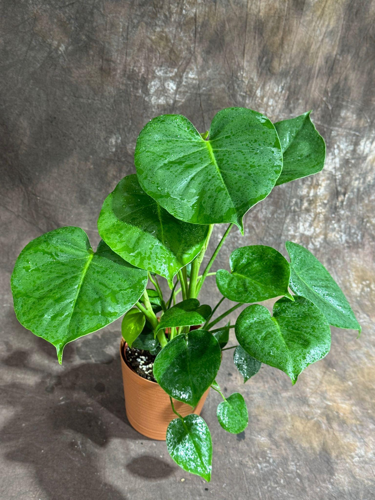 Monstera Deliciosa in a 6" Nursery Pot - Monstera Plant - Tropical Plant - Rare Houseplant -Swiss Cheese Plant - Low Light Houseplant