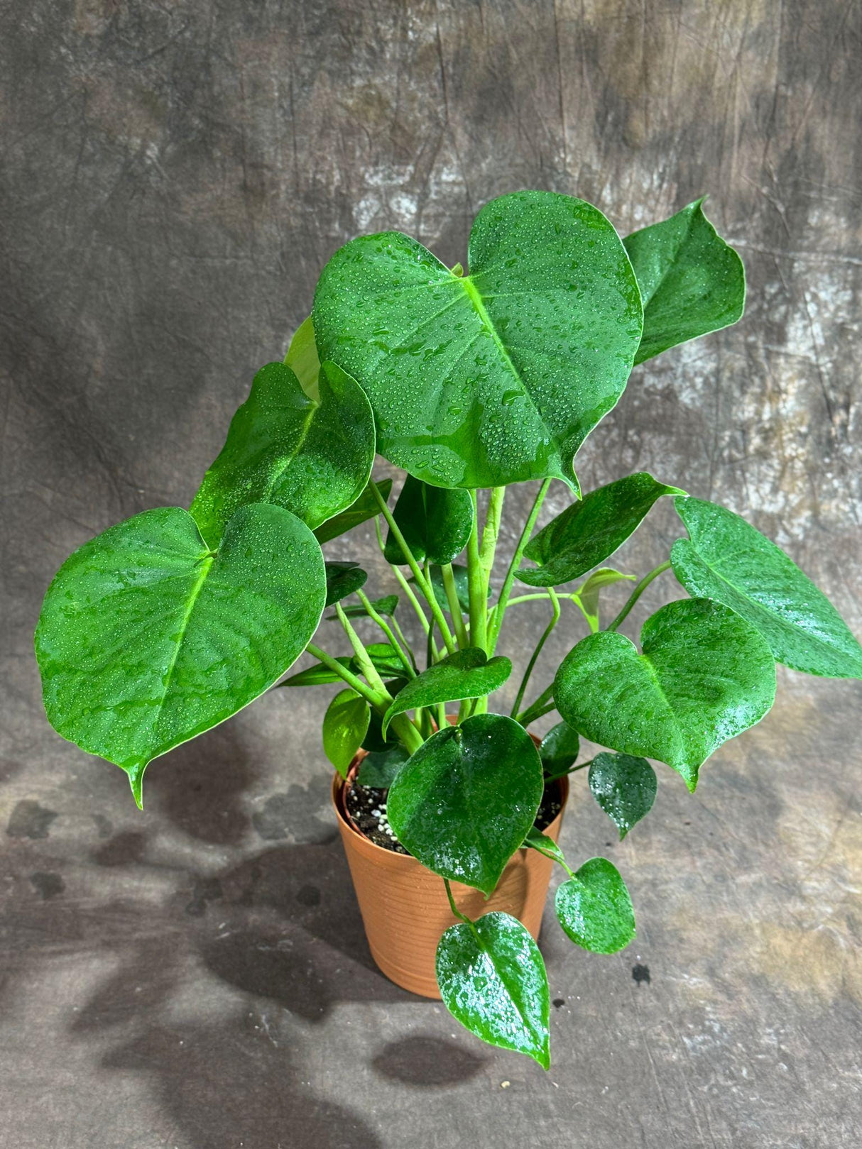Monstera Deliciosa in a 6" Nursery Pot - Monstera Plant - Tropical Plant - Rare Houseplant -Swiss Cheese Plant - Low Light Houseplant
