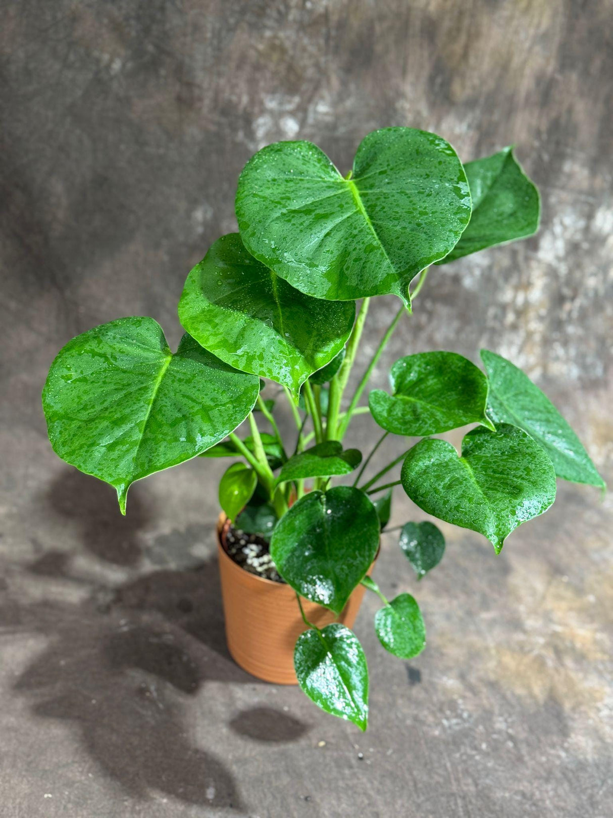 Monstera Deliciosa in a 6" Nursery Pot - Monstera Plant - Tropical Plant - Rare Houseplant -Swiss Cheese Plant - Low Light Houseplant