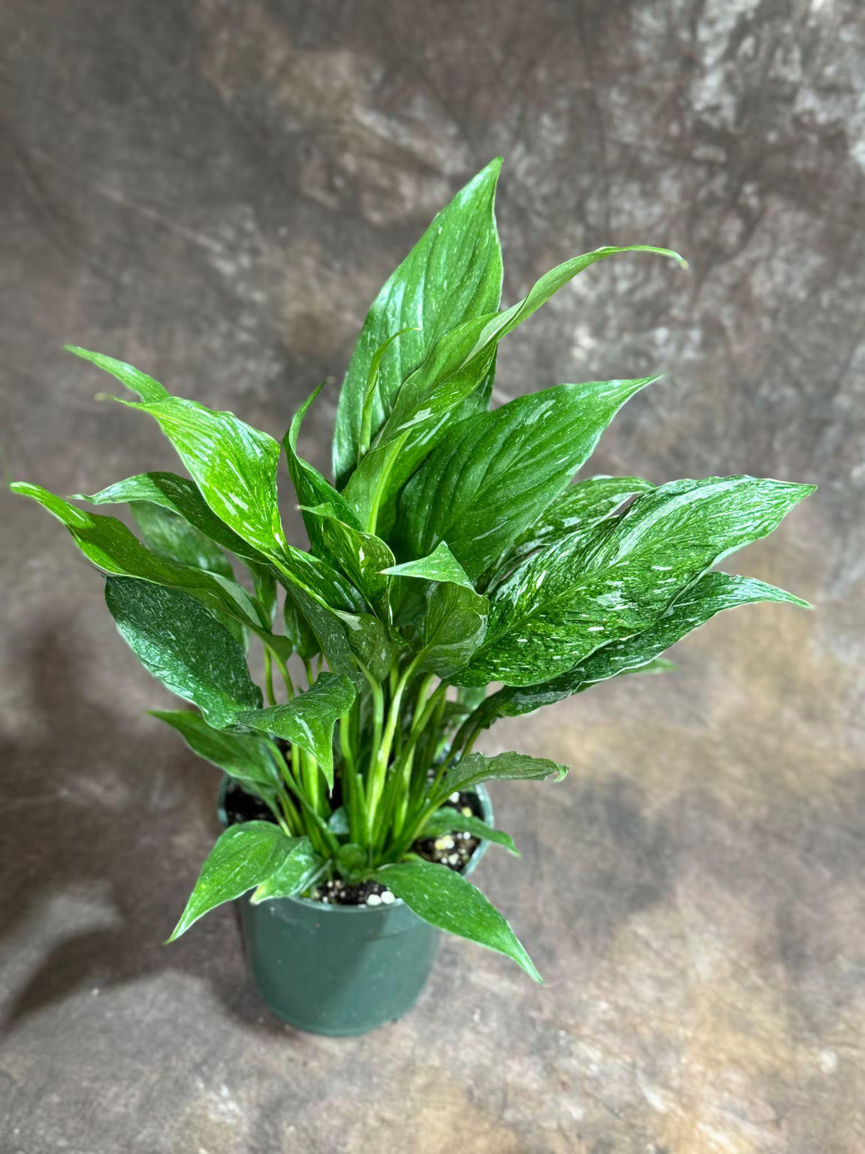 4" Variegated Peace Lily - Bulk 10 Pots Indoor Air Purifying Houseplant ( Case of 10 )