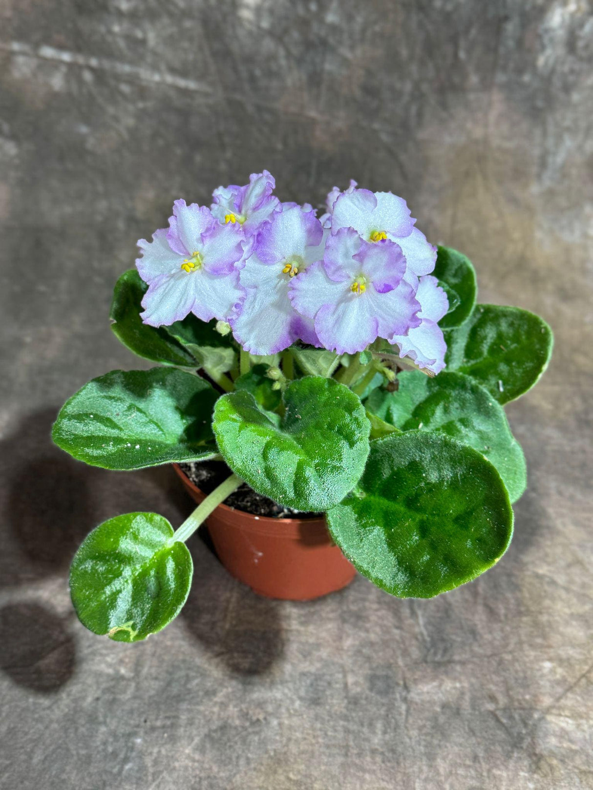 White Queen African Violet live plant in a 4" Grow Pot - Indoor Flower Plant - Terrarium Plant - Live Flower Plant Blooms All Year Round