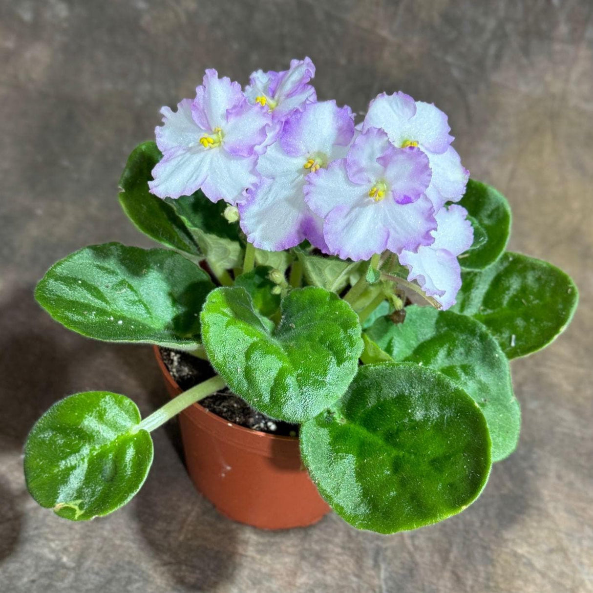 White Queen African Violet live plant in a 4" Grow Pot - Indoor Flower Plant - Terrarium Plant - Live Flower Plant Blooms All Year Round
