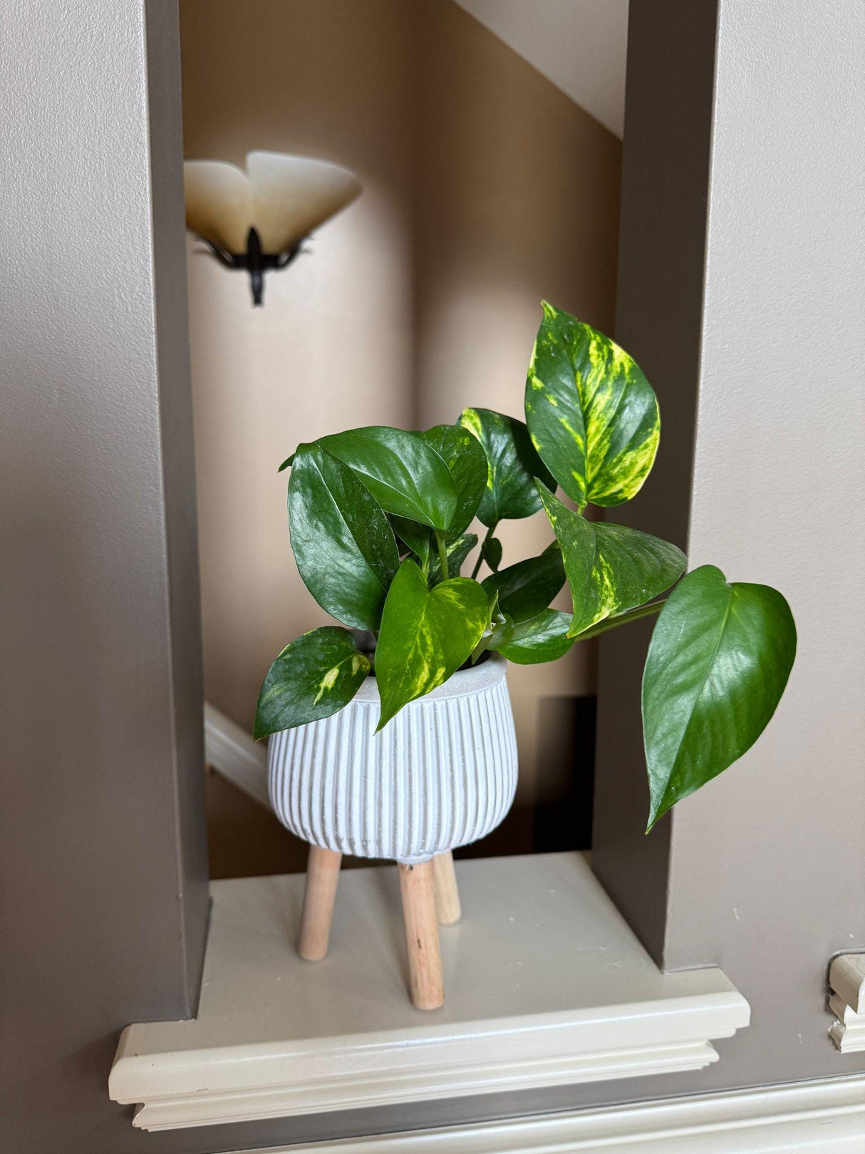 Variegated Golden Pothos in a 3" Nursery Pot - Easy Care Gift Houseplant - Low Light Indoor Plant - Green Hanging Vines Pothos