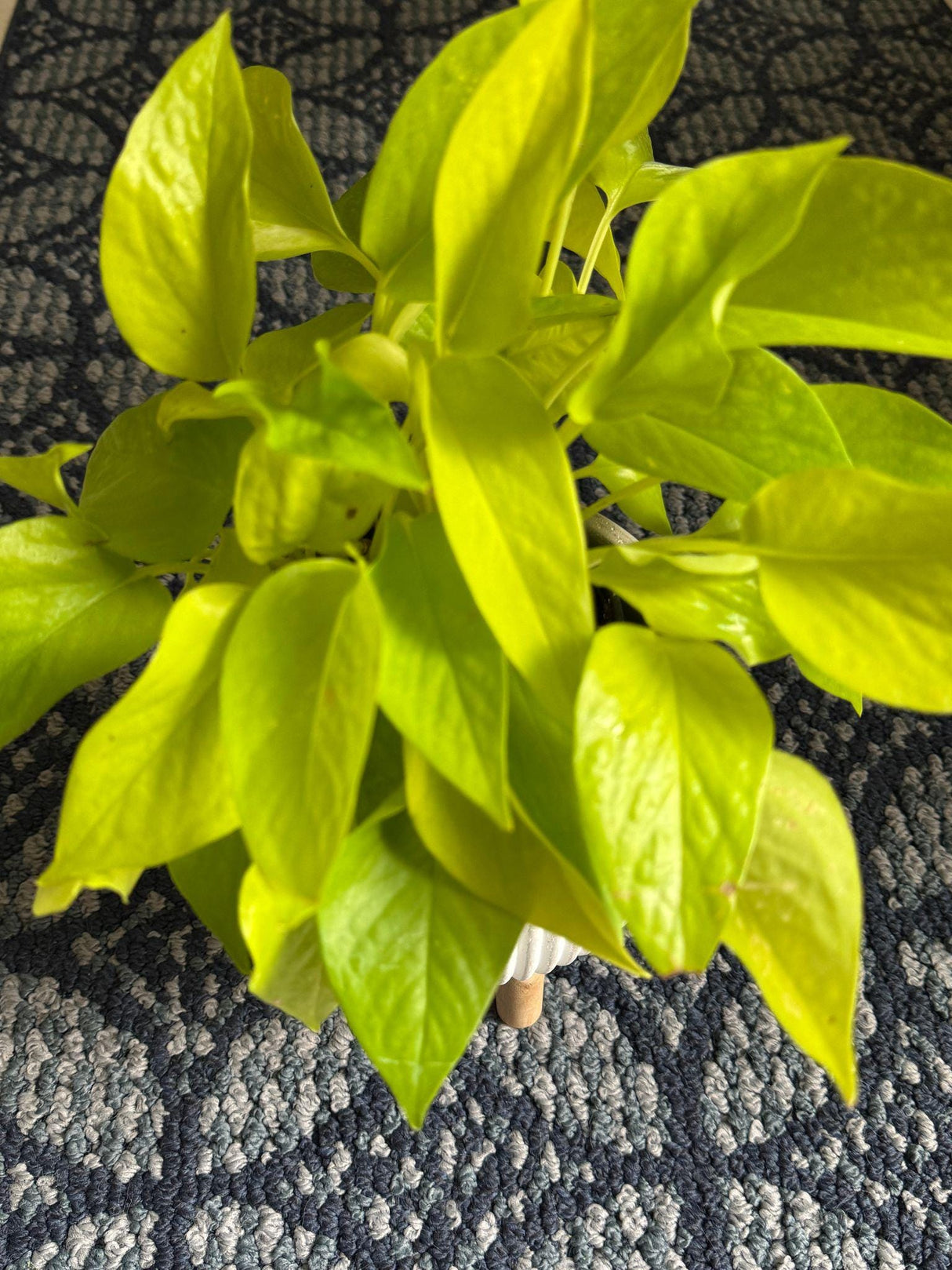 Epipremnum Aureum Neon Pothos | Live Vining Plant in 4" Nursery Pot | Indoor Gift Plant | Low light Plants |Home Decor | Tropical Houseplant