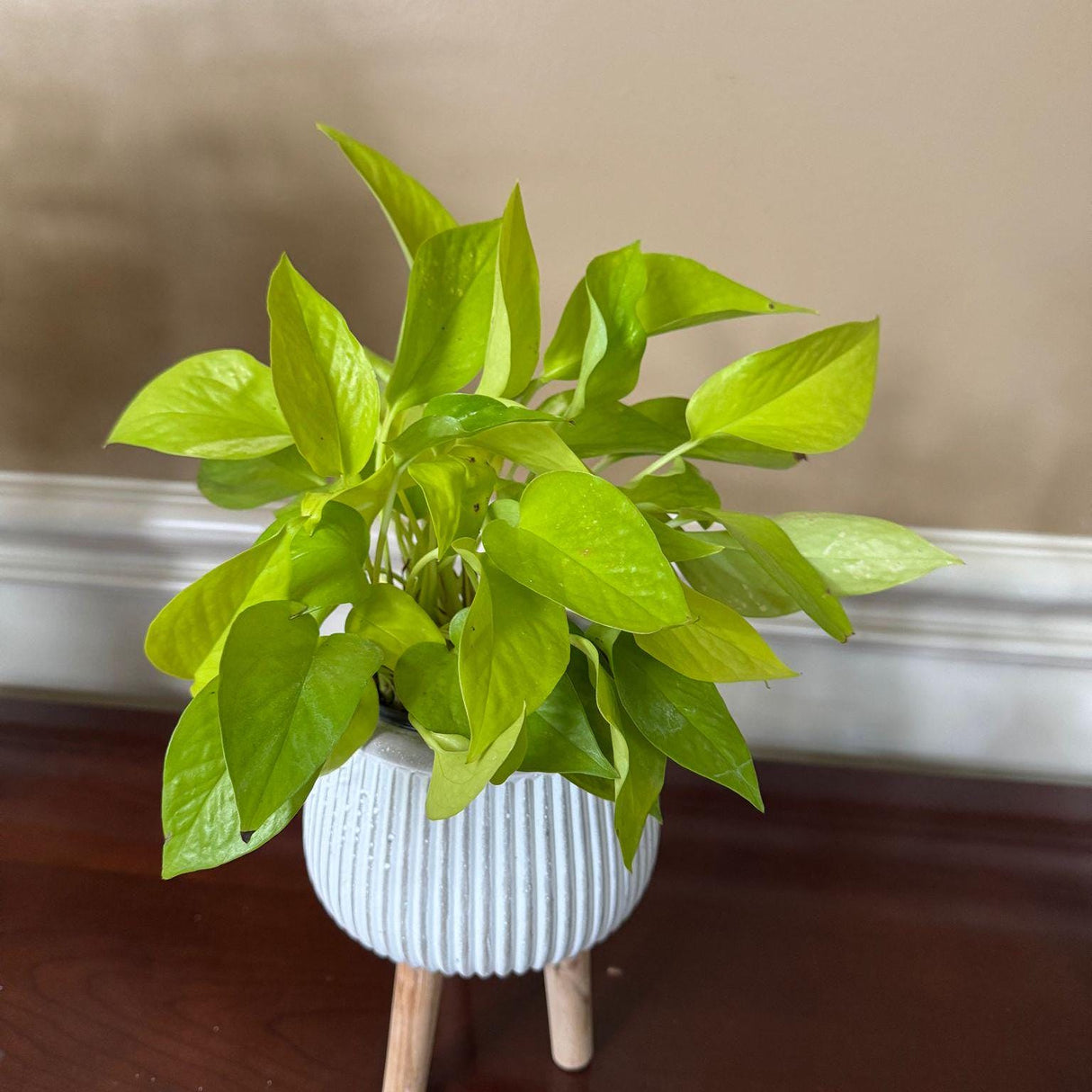 Epipremnum Aureum Neon Pothos | Live Vining Plant in 4" Nursery Pot | Indoor Gift Plant | Low light Plants |Home Decor | Tropical Houseplant