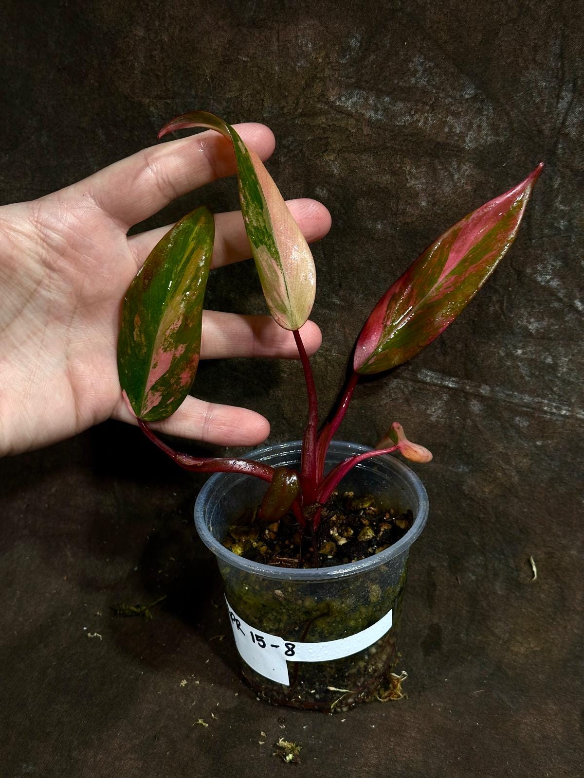 Variegated Philodendron Strawberry Shake in a Nursery Pot - Pink Strawberry Shake RARE Collector Plant - Live Indoor Plant - US Seller