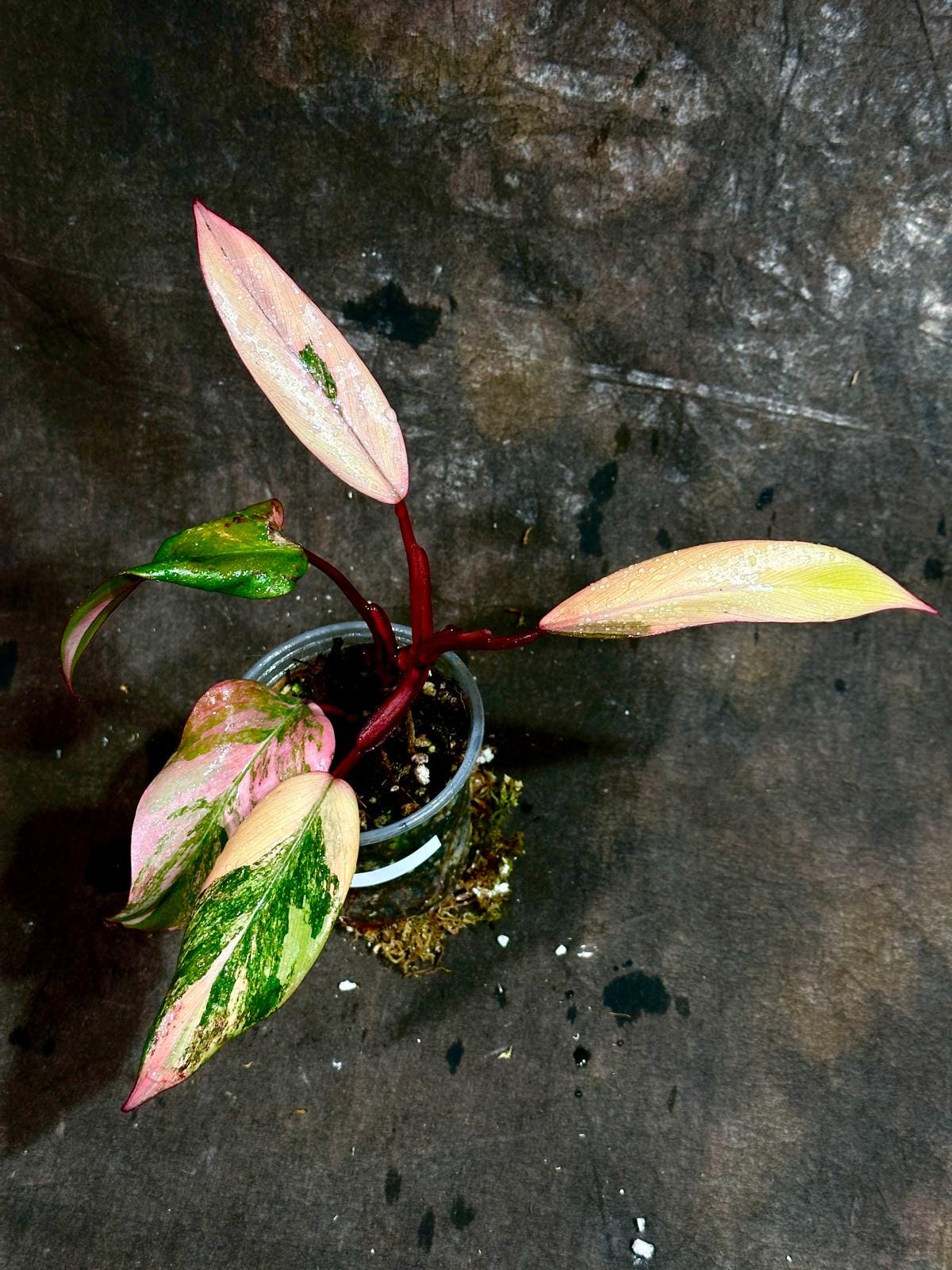 Variegated Philodendron Strawberry Shake in a Nursery Pot - RARE Collector Plant - Philodendron Pink Plant - Live Indoor Plant - US seller