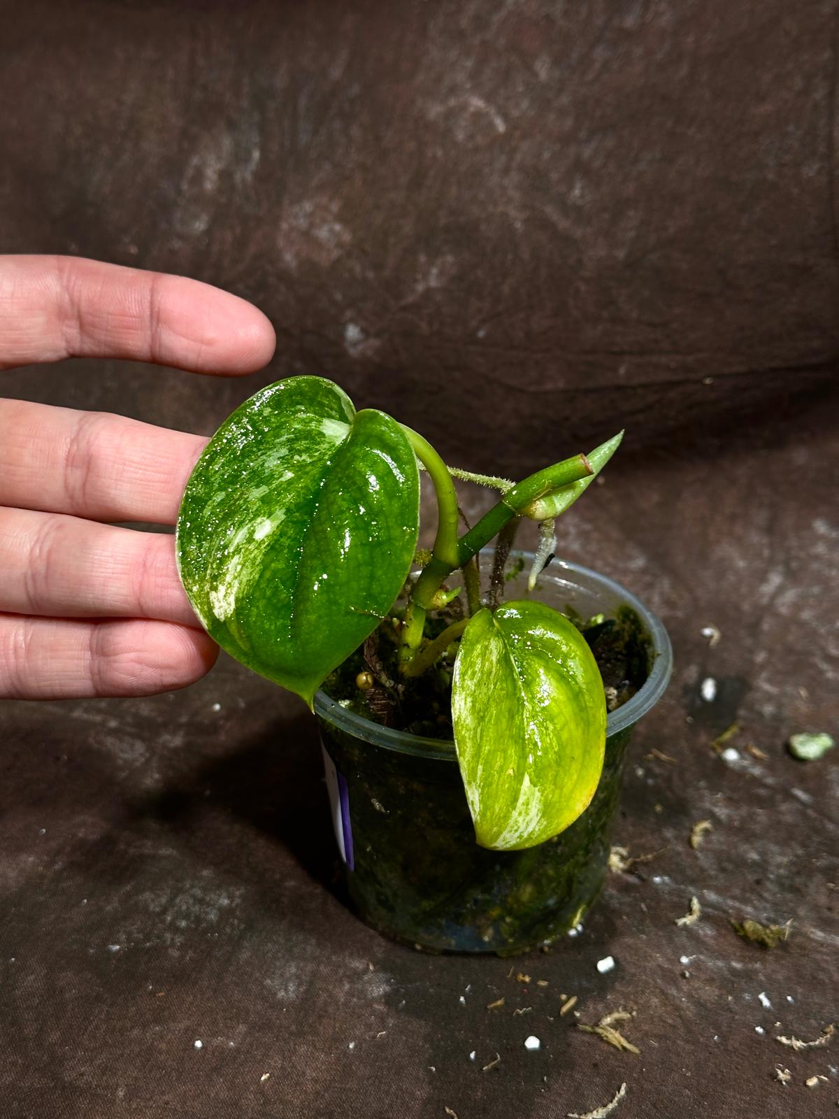 Variegated Scindapsus Pictus 'Jade Satin' Plant in a Nursery Pot | Rare Collector 2 Leaf Potted Plant | SAME Plant as images | US Seller