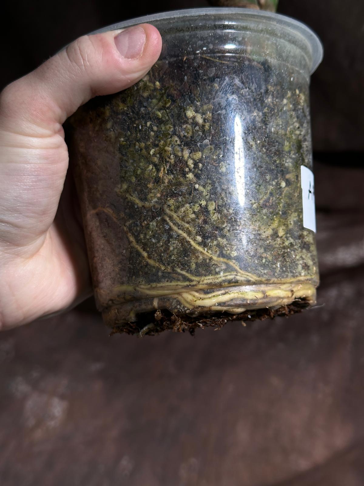 Monstera Aurea Variegated Borsigiana in a Nursery Pot - Monstera Aurea Potted Plant - Monstera Marmota - SAME PLANT as images