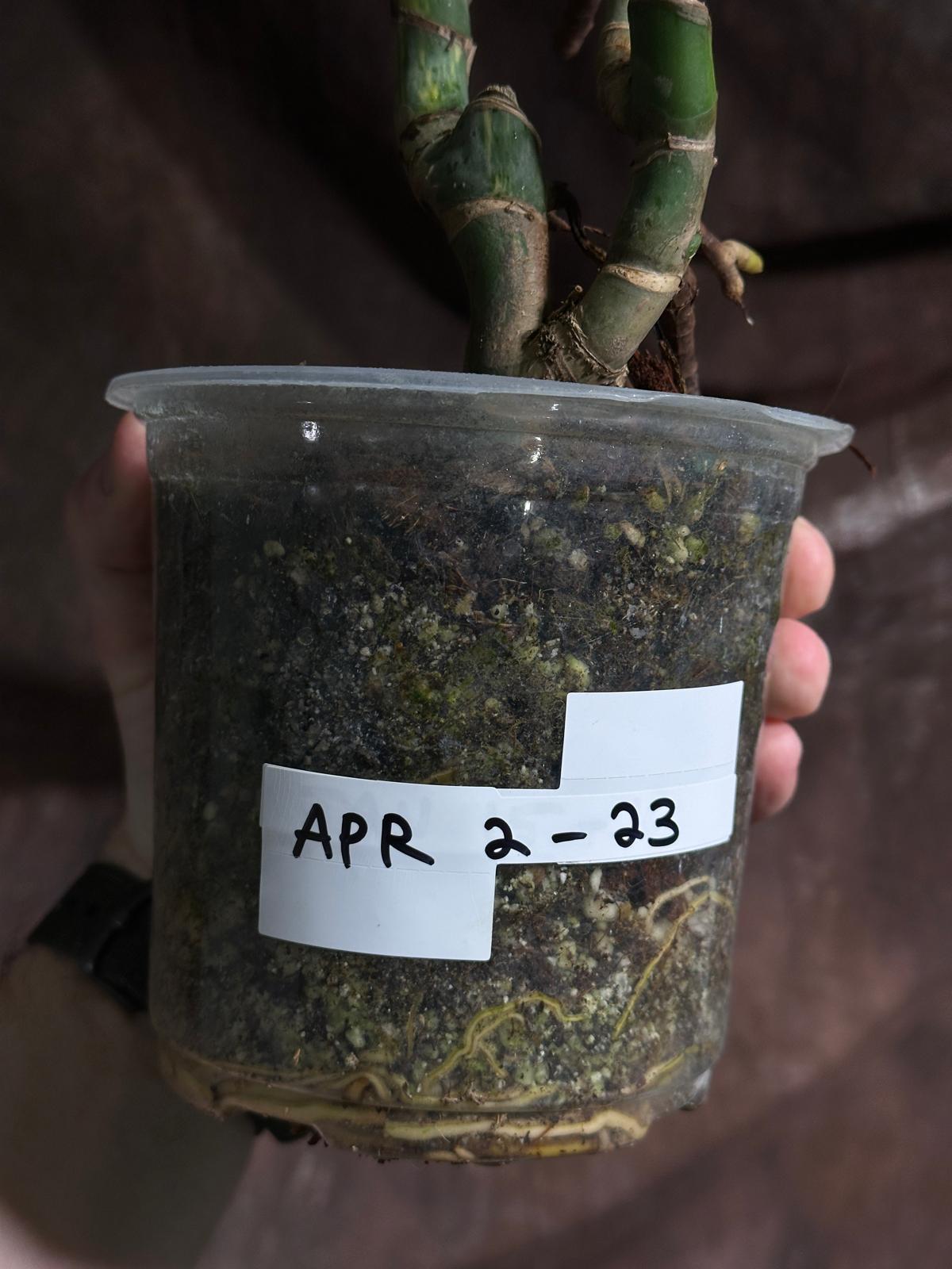 Monstera Aurea Variegated Borsigiana in a Nursery Pot - Monstera Aurea Potted Plant - Monstera Marmota - SAME PLANT as images