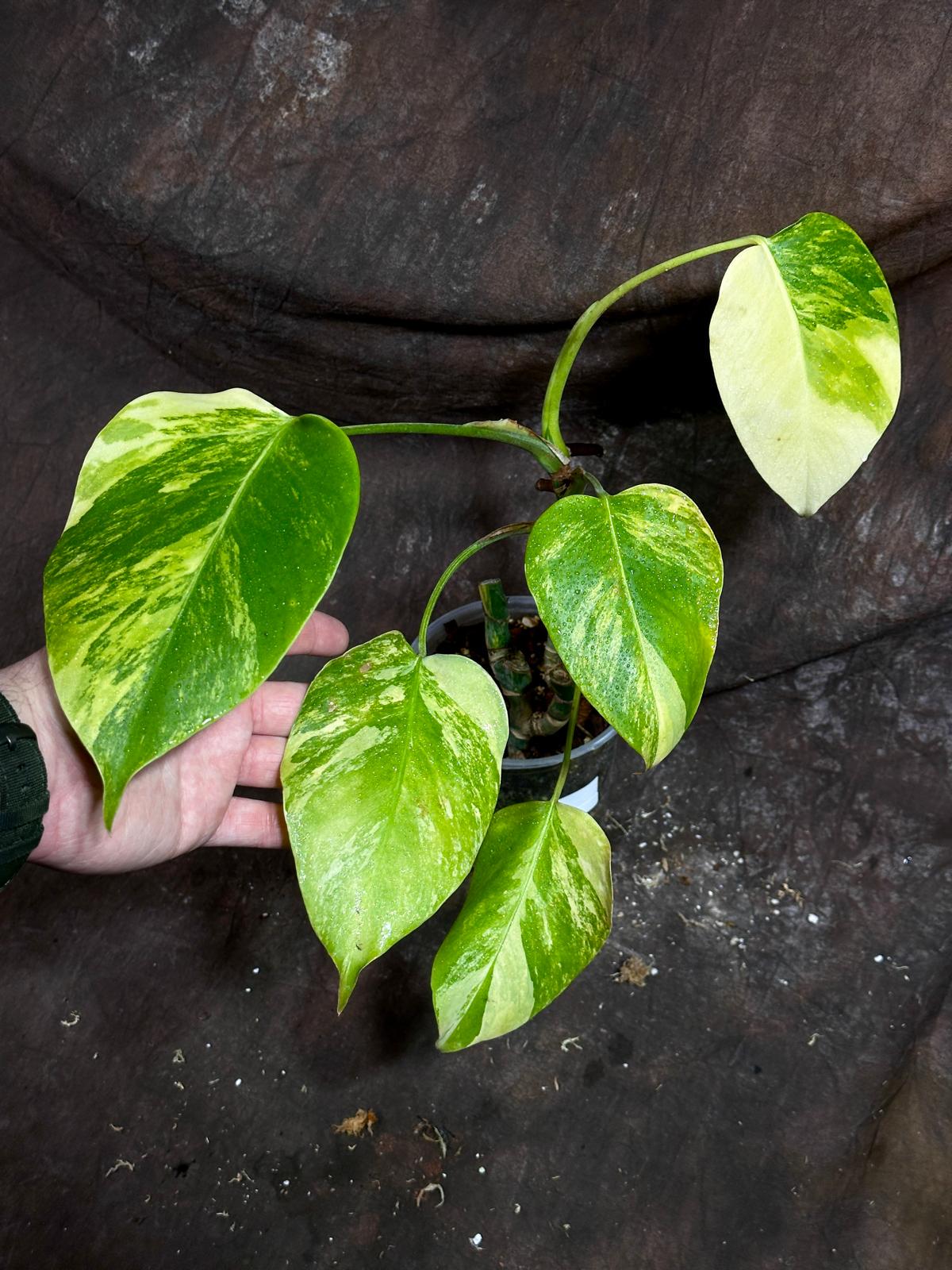 Monstera Aurea Variegated Borsigiana in a Nursery Pot - Monstera Aurea Potted Plant - Monstera Marmota - SAME PLANT as images