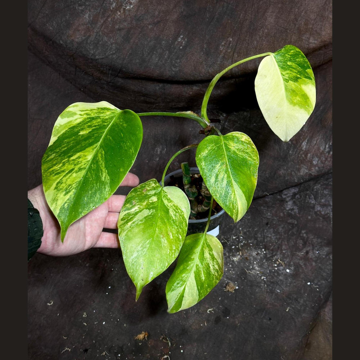 Monstera Aurea Variegated Borsigiana in a Nursery Pot - Monstera Aurea Potted Plant - Monstera Marmota - SAME PLANT as images
