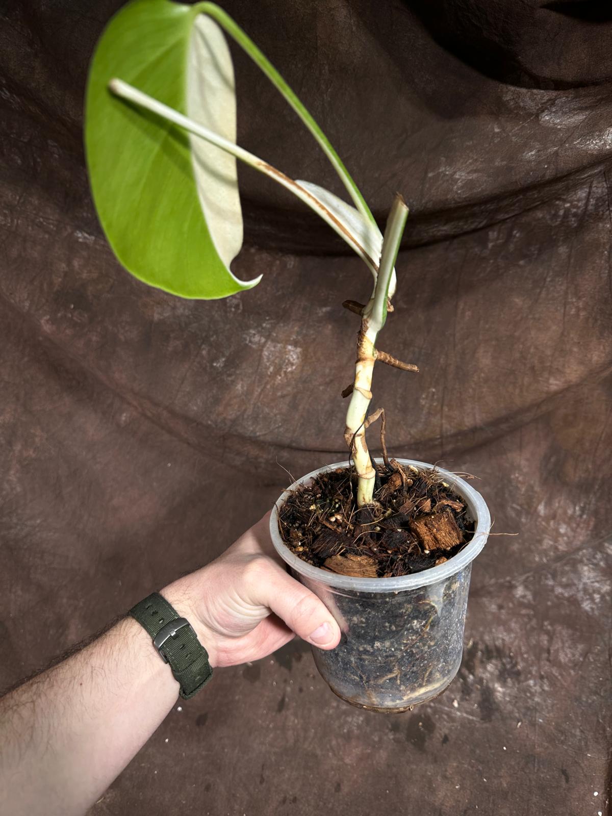 Variegated Monstera Albo Plant - Rare Indoor White Monstera Albo Borsigiana Plant - Half-Moon Leaf - Indoor Plant - Rare Houseplant