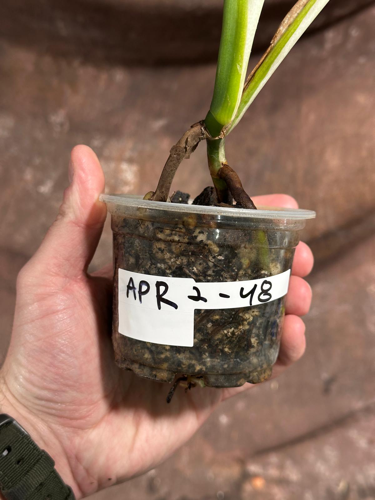 Variegated Monstera Albo Plant - Rare Indoor White Monstera Albo Borsigiana Plant - All White Albo - Indoor Plant - Rare Houseplant
