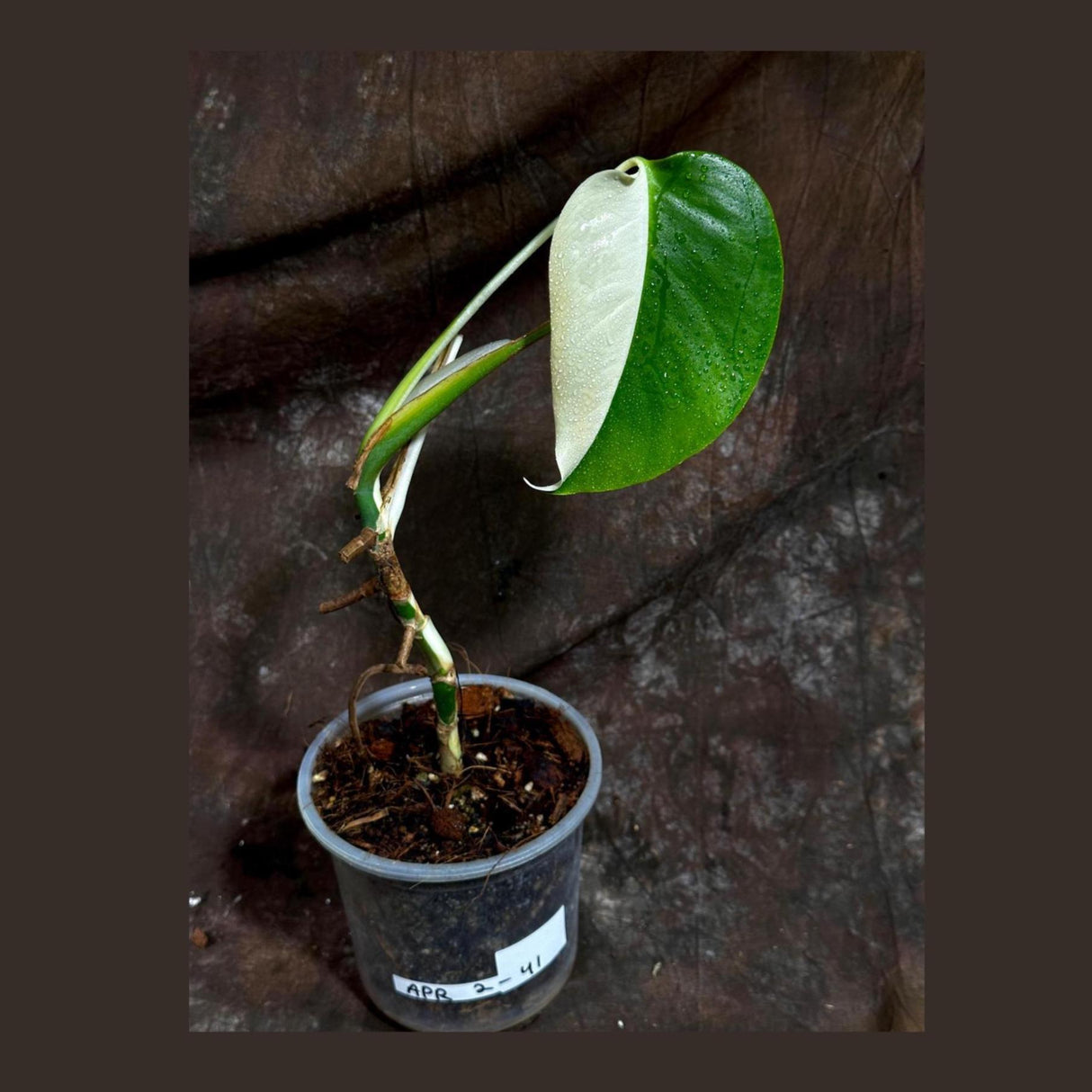 Variegated Monstera Albo Plant - Rare Indoor White Monstera Albo Borsigiana Plant - Half-Moon Leaf - Indoor Plant - Rare Houseplant